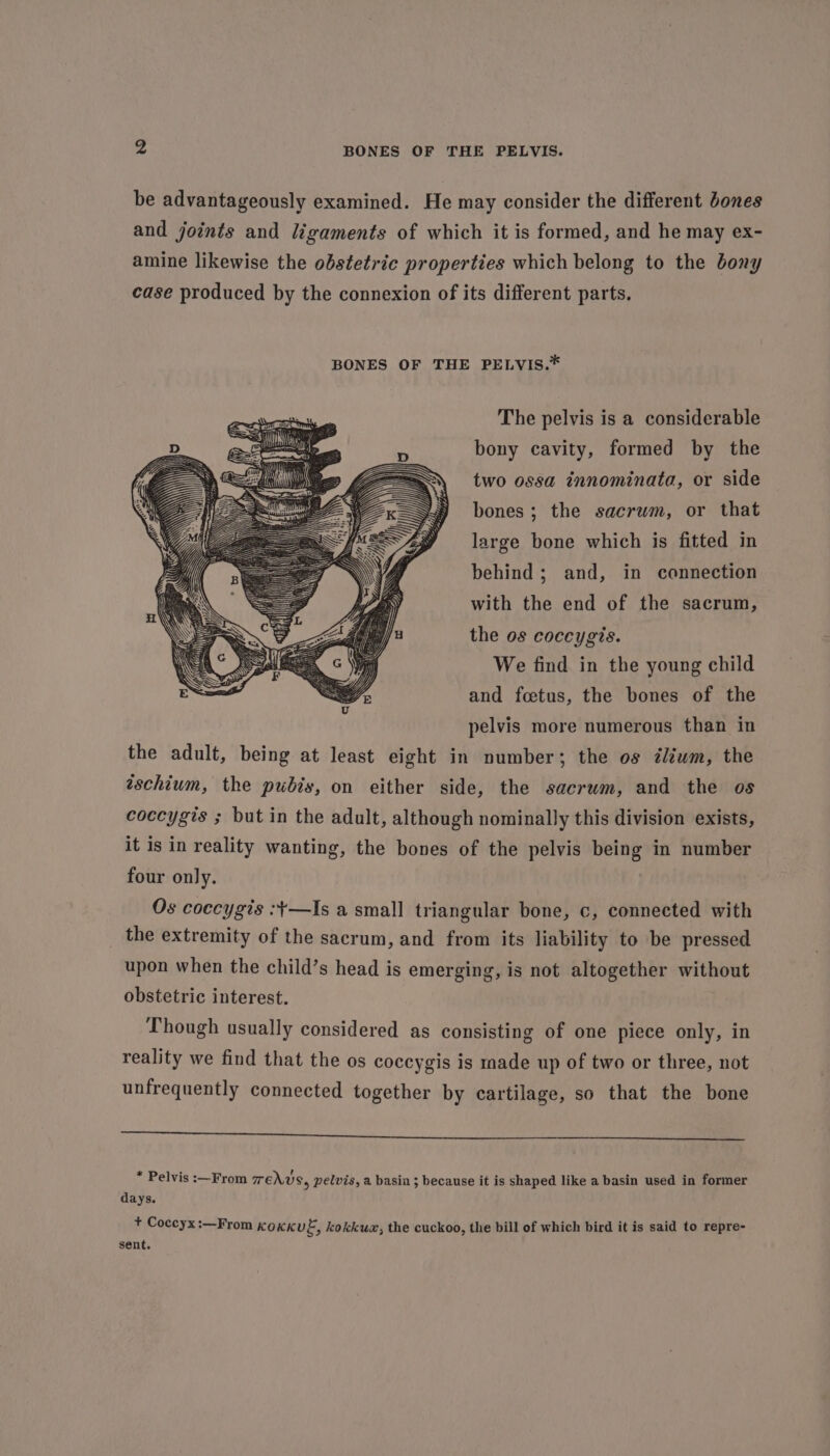 be advantageously examined. He may consider the different bones and joints and ligaments of which it is formed, and he may ex- amine likewise the obstetric properties which belong to the bony case produced by the connexion of its different parts. BONES OF THE PELVIS.* The pelvis is a considerable bony cavity, formed by the two ossa innominata, or side bones ; the sacrwm, or that large bone which is fitted in behind; and, in connection with the end of the sacrum, the os coccygis. We find in the young child and foetus, the bones of the pelvis more numerous than in the adult, being at least eight in number; the os zlium, the tschium, the pubis, on either side, the sacrum, and the os coccygis ; but in the adult, although nominally this division exists, it is in reality wanting, the bones of the pelvis being in number four only. Os coccygis :t+—Is a small triangular bone, c, connected with the extremity of the sacrum, and from its liability to be pressed upon when the child’s head is emerging, is not altogether without obstetric interest. Though usually considered as consisting of one piece only, in reality we find that the os coccygis is made up of two or three, not unfrequently connected together by cartilage, so that the bone a nb ape res a dee * Pelvis :—From TENUS, pelvis, a basin ; because it is shaped like a basin used in former days. + Coccyx :—From kokkug, kokkuax, the cuckoo, the bill of which bird it is said to repre- sent.