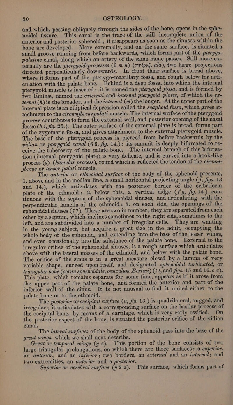 and which, passing obliquely through the sides of the bone, opens in the sphe- noidal fissure. This canal is the trace of the still incomplete union of the anterior and posterior sphenoid ; it disappears as soon as the sinuses within the bone are developed. More externally, and on the same surface, is situated a small groove running from before backwards, which forms part of the pterygo- palatine canal, along which an artery of the same name passes. Still more ex- ternally are the pterygoid-processes (6 m h) (wrépvé, ala), two large projections directed perpendicularly downwards. In front their surface is broad above, where it forms part of the pterygo-maxillary fossa, and rough below for arti- culation with the palate bone. Behind is a deep fossa, into which the internal pterygoid muscle is inserted: it is named the pterygoid fossa, and is formed by two lamine, named the external and internal pterygoid plates, of which the ex- ternal (h) is the broader, and the internal (m) the longer. At the upper part of the internal plate is an elliptical depression called the scaphoid fossa, which gives at- tachment to the circumflexus palati muscle. The internal surface of the pterygoid process contributes to form the external wall, and posterior opening of the nasal fosse (h i, fig. 25.). The outer surface of the external plate is broad, forms part of the zygomatic fossa, and gives attachment to the external pterygoid muscle. The base of the pterygoid process is pierced from before backwards by the vidian or pterygoid canal (6 6, fig. 14.): its summit is deeply bifurcated to re- ceive the tuberosity of the palate bone. The internal branch of this bifurca- tion (internal pterygoid plate) is very delicate, and is curved into a hook-like process (s) (hamular process), round which is reflected the tendon of the circum- flexus or tensor palat: muscle. The anterior or ethmoidal surface of the body of the sphenoid presents, 1. above and in the median line, a small horizontal projecting angle Cf, figs. 13 and 14.), which articulates with the posterior border of the cribriform plate of the ethmoid: 2. below this, a vertical ridge (fg, fig.14.) con- tinuous with the septum of the sphenoidal sinuses, and articulating with the perpendicular lamella of the ethmoid: 3. on each side, the openings of the sphenoidal sinuses (77). These are two in number; they are separated from each other by aseptum, which inclines sometimes to the right side, sometimes to the left, and are subdivided into a number of irregular cells. They are wanting in the young subject, but acquire a great size in the adult, occupying the whole body of the sphenoid, and extending into the base of the lesser wings, and even occasionally into the substance of the palate bone. External to the irregular orifice of the sphenoidal sinuses, is a rough surface which articulates above with the lateral masses of the ethmoid, and below with the palate bone. The orifice of the sinus is in a great measure closed by a lamina of very variable shape, curved upon itself, and designated sphenoidal turbinated, or triangular bone (cornu sphenoidale, ossiculum Bertini) (tt, and figs. 15 and 16. ¢). This plate, which remains separate for some time, appears as if it arose from the upper part of the palate bone, and formed the anterior and part of the inferior wall of the sinus. It is not unusual to find it united either to the palate bone or to the ethmoid. The posterior or occipital surface (1, fig. 13.) is quadrilateral, rugged, and irregular ; it articulates with a corresponding surface on the basilar process of tke occipital bone, by means of a cartilage, which is very early ossified. On the posterior aspect of the bone, is situated the posterior orifice of the vidian canal. The lateral surfaces of the body of the sphenoid pass into the base of the great wings, which we shall next describe. Great or temporal wings (y z). This portion of the bone consists of two large triangular prolongations, on which there are three surfaces: a superior, an anterior, and an inferior; two borders, an external and an internal; and two extremities, an anterior and a posterior. Superior or cerebral surface (y2z). This surface, which forms part of