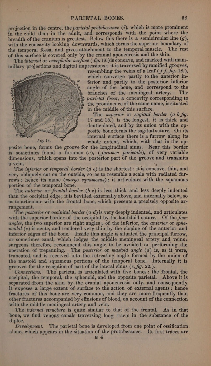 projection in the centre, the parietal protuberance (i), which is more prominent in the child than in the adult, and corresponds with the point where the breadth of the cranium is greatest. Below this there is a semicircular line (g), with the concavity looking downwards, which forms the superior boundary of the temporal fossa, and gives attachment to the temporal muscle. The rest of this surface is covered only by the cranial aponeurosis and the skin. The internal or encephalic surface ( fig. 18.)is concave, and marked with mam- millary projections and digital impressions ; it is traversed by ramified grooves, resembling the veins of a leaf (ff, fig. 18.), which converge partly to the anterior in- ferior and partly to the posterior inferior angle of the bone, and correspond to the branches of the meningeal artery. The parietal fossa, a concavity corresponding to the prominence of the same name, is situated in the middle of this surface. The superior or sagittal border (a b fig. 17 and 18.) is the longest, it is thick and denticulated, and by its union with the op- posite bone forms the sagittal suture. On its internal surface there is a furrow along its whole extent, which, with that in the op- posite bone, forms the groove for the longitudinal sinus. Near this border is sometimes found a foramen (c), (foramen parietale), of very variable dimensions, which opens into the posterior part of the groove and transmits a vein. ‘° The inferior or temporal border (d e) is the shortest : itis concave, thin, and very obliquely cut on the outside, so as to resemble a scale with radiated fur- rows; hence its name (margo squamosus): it articulates with the squamous portion of the temporal bone. The anterior or frontal border (b e) is less thick and less deeply indented than the occipital edge; it is bevilled externally above, and internally below, so as to articulate with the frontal bone, which presents a precisely opposite ar- rangement. The posterior or occipital border (a d) is very deeply indented, and articulates with the superior border of the occipital by the lambdoid suture. Of the four angles, the two superior are right angles; of the inferior, the anterior or sphe- noidal (e) is acute, and rendered very thin by the sloping of the anterior and inferior edges of the bone. Inside this angle is situated the principal furrow, or sometimes canal, which lodges the middle meningeal artery and veins: surgeons therefore recommend this angle to be avoided in performing the operation of trepanning. The posterior or mastoid angle (d) is, as it were, truncated, and is received into the retreating angle formed by the union of the mastoid and squamous portions of the temporal bone. Internally it is grooved for the reception of part of the lateral sinus (e, fig. 22.). Connections. The parietal is articulated with five bones: the frontal, the occipital, the temporal, the sphenoid, and the opposite parietal. Above it is separated from the skin by the cranial aponeurosis only, and consequently it exposes a large extent of surface to the action of external agents: hence fractures of this bone are very common, and they are more frequently than other fractures accompanied by effusions of blood, on account of the connection with the middle meningeal artery and vein. The internal structure is quite similar to that of the frontal. As in that bone, we find venous canals traversing long tracts in the substance of the diploe. Development. The parietal bone is developed from one point of ossification alone, which appears in the situation of the protuberance. Its first traces are : E4