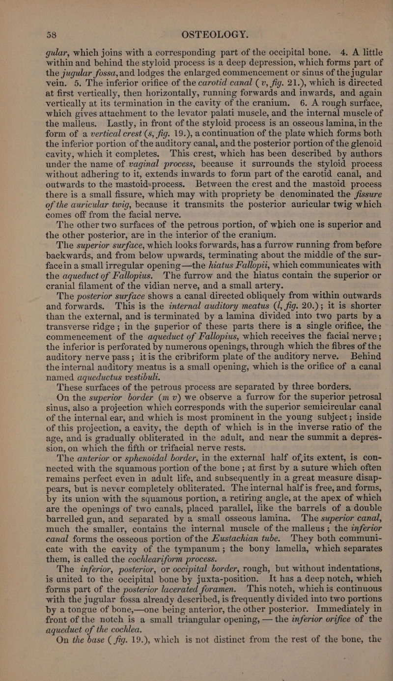 _ gular, which joins with a corresponding part of the occipital bone, 4. A little within and behind the styloid process is a deep depression, which forms part of the jugular fossa, and lodges the enlarged commencement or sinus of the jugular vein. 5. The inferior orifice of the carotid canal (v, fig. 21.), which is directed at first vertically, then horizontally, running forwards and inwards, and again vertically at its termination in the cavity of the cranium. 6. A rough surface, which gives attachment to the levator palati muscle, and the internal muscle of the malleus. Lastly, in front of the styloid process is an osseous lamina, in the form of a vertical crest'(s, fig. 19.), a continuation of the plate which forms both the inferior portion of the auditory canal, and the posterior portion of the glenoid cavity, which it completes. This crest, which has been described by authors under the name of vaginal process, because it surrounds the styloid process without adhering to it, extends inwards to form part of the carotid canal, and outwards to the mastoidsprocess. Between the crest and the mastoid process there is a small fissure, which may with propriety be denominated the jissure of the auricular twig, because it transmits the posterior auricular twig which comes off from the facial nerve. The other two surfaces of the petrous portion, of which one is superior and the other posterior, are in the interior of the cranium. The superior surface, which looks forwards, has a furrow running from before backwards, and from below upwards, terminating about the middle of the sur- facein a small irregular opening —the hiatus Fallopii, which communicates with the aqueduct of Fallopius. The furrow and the hiatus contain the superior or cranial filament of the vidian nerve, and a small artery. The posterior surface shows a canal directed obliquely from within outwards and forwards. This is the internal auditory meatus (I, fig. 20.); it is shorter than the external, and is terminated by a lamina divided into two parts by a transverse ridge; in the superior of these parts there is a single orifice, the commencement of the aqueduct of Fallopius, which receives the facial nerve ; the inferior is perforated by numerous openings, through which the fibres of the auditory nerve pass; itis the cribriform plate of the auditory nerve. Behind the internal auditory meatus is a small opening, which is the orifice of a canal named aqueductus vestibult. These surfaces of the petrous process are separated by three borders. On the superior border (mv) we observe a furrow for the superior petrosal sinus, also a projection which corresponds with the superior semicircular canal of the internal ear, and which is most prominent in the young subject; inside of this projection, a cavity, the depth of which is in the inverse ratio of the age, and is gradually obliterated in the adult, and near the summit a depres- sion, on which the fifth or trifacial nerve rests. The anterior or sphenoidal border, in the external half ofits extent, is con- nected with the squamous portion of the bone ; at first by a suture which often remains perfect even in adult life, and subsequently in a great measure disap- pears, but is never completely obliterated. The internal halfis free, and forms, by its union with the squamous portion, a retiring angle, at the apex of which are the openings of two canals, placed parallel, like the barrels of a double barrelled gun, and separated by a small osseous lamina. The superior canal, much the smaller, contains the internal muscle of the malleus; the inferior canal forms the osseous portion of the Eustachian tube. ‘They both communi- cate with the cavity of the tympanum; the bony lamella, which separates them, is called the cochleariform process. The inferior, posterior, or occipital border, rough, but without indentations, is united to the occipital bone by juxta-position. It has a deep notch, which forms part of the posterior lacerated foramen. 'This notch, which is continuous with the jugular fossa already described, is frequently divided into two portions by a tongue of bone,—one being anterior, the other posterior. Immediately in front of the notch is a small triangular opening, — the inferior orifice of the aqueduct of the cochlea. On the base ( fig. 19.), which is not distinct from the rest of the bone, the