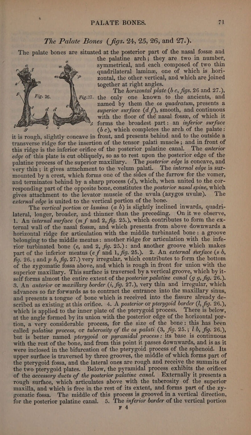 The Palate Bones (figs. 24, 25, 26, and 27.). The palate bones are situated at the posterior part of the nasal fosse and the palatine arch; they are two in number, symmetrical, and each composed of two thin quadrilateral lamine, one of which is hori- zontal, the other vertical, and which are joined together at right angles. The horizontal plate (bc, figs. 26 and 27.), \ Fig.27. the only one known to the ancients, and WY; named by them the os quadratum, presents a superior surface (df), smooth, and continuous . with the floor of thé nasal fossa, of which it 3 forms the broadest part: an inferior surface . (bc), which completes the arch of the palate: it is rough, slightly concave in front, and presents behind and to the outside a transverse ridge for the insertion of the tensor palati muscle; and in front of this ridge is the inferior orifice of the posterior palatine canal. The anterior edge of this plate is cut obliquely, so as to rest upon the posterior edge of the palatine process of the superior maxillary. The posterior edge is concave, and very thin; it gives attachment to the velum palati. The cnternal edge is sur- mounted by a crest, which forms one of the sides of the furrow for the vomer, and terminates behind by a sharp process (d), which, when united to the cor- responding part of the opposite bone, constitutes the posterior nasal spine, which gives attachment to the levator muscie of the uvula (azygos uvulz). The external edge is united to the vertical portion of the bone. The vertical portion or lamina (a 6) is slightly inclined inwards, quadri- lateral, longer, broader, and thinner than the preceding. On it we observe, 1. An internal surface (m f and 2, fig. 25.), which contributes to form the ex- ternal wall of the nasal fossee, and which presents from above downwards a horizontal ridge for articulation with the middle turbinated bone: a groove belonging to the middle meatus: another ridge for articulation with the infe- rior turbinated bone (e, and 2, fig. 25.): and another groove which makes part of the inferior meatus (ef and 1, fig. 25.). 2. An external surface (s 6, fig. 26.; and p 6, fig. 27.) very irregular, which contributes to form the bottom of the zygomatic fossa above, and which is rough in front for union with the superior maxillary. This surface is traversed by a vertical groove, which by it- self forms almost the entire extent of the posterior palatine canal (g g, fig. 26.). 3. An anterior or maxillary border (i, fig. 27.), very thin and irregular, which advances so far forwards as to contract the entrance into the maxillary sinus, and presents a tongue of bone which is received into the fissure already de- scribed as existing at this orifice. 4. A posterior or pterygoid border (1, fig. 26.), which is applied to the inner plate of the pterygoid process. There is below, at the angle formed by its union with the posterior edge of the horizontal por- tion, a very considerable process, for the size of the bone: this has been called palatine process, or tuberosity of the os palati (8, fig. 25.; 1b, fig. 26.), but is better named pterygoid or pyramidal process: its base is continuous with the rest of the bone, and from this point it passes downwards, and is as it were inclosed in the bifurcation of the pterygoid process of the sphenoid. Its upper surface is traversed by three grooves, the middle of which forms part of the pterygoid fossa, and the lateral ones are rough and receive the summits of the two pterygoid plates. Below, the pyramidal process exhibits the orifices of the accessory ducts of the posterior palatine canal. Externally it presents a rough surface, which articulates above with the tuberosity of the superior maxilla, and which is free in the rest of its extent, and forms part of the zy- gomatic fossa. The middle of this process is grooved in a vertical direction, for the posterior palatine canal. 5. The inferior border of the vertical portion F 4