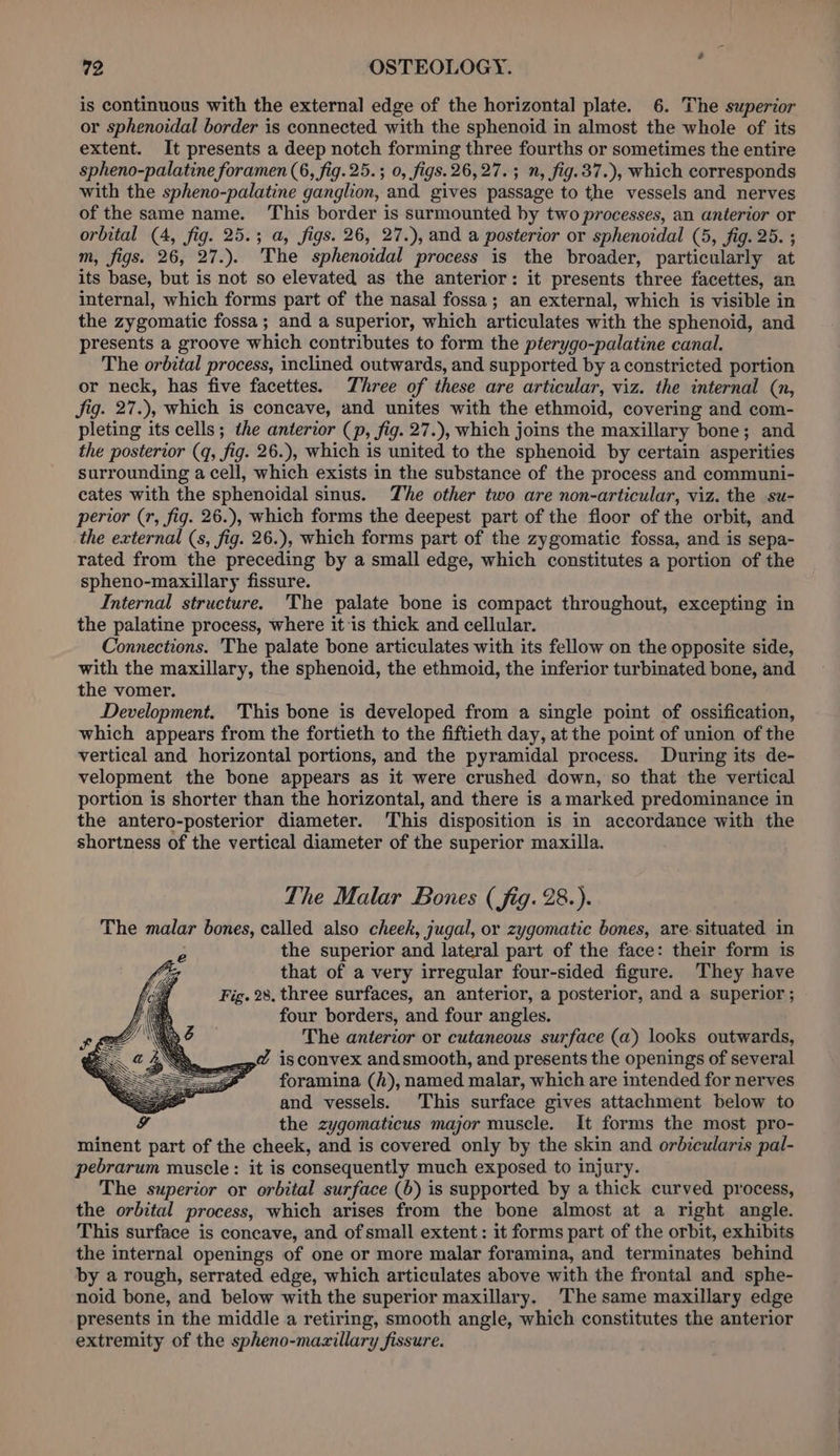 is continuous with the external edge of the horizontal plate. 6. The superior or sphenoidal border is connected with the sphenoid in almost the whole of its extent. It presents a deep notch forming three fourths or sometimes the entire spheno-palatine foramen (6, fig. 25.; 0, figs. 26,27. ; n, fig.37.), which corresponds with the spheno-palatine ganglion, and gives passage to the vessels and nerves of the same name. This border is surmounted by two processes, an anterior or orbital (4, fig. 25.; a, figs. 26, 27.), and a posterior or sphenoidal (5, fig. 25. ; m, figs. 26, 27.). The sphenoidal process is the broader, particularly at its base, but is not so elevated as the anterior: it presents three facettes, an internal, which forms part of the nasal fossa; an external, which is visible in the zygomatic fossa; and a superior, which articulates with the sphenoid, and presents a groove which contributes to form the pterygo-palatine canal. The orbital process, inclined outwards, and supported by a constricted portion or neck, has five facettes. Three of these are articular, viz. the internal (n, Jig. 27.), which is concave, and unites with the ethmoid, covering and com- pleting its cells; the anterior (p, fig. 27.), which joins the maxillary bone; and the posterior (q, fig. 26.), which is united to the sphenoid by certain asperities surrounding a cell, which exists in the substance of the process and communi- cates with the sphenoidal sinus. The other two are non-articular, viz. the su- perior (r, fig. 26.), which forms the deepest part of the floor of the orbit, and the external (s, fig. 26.), which forms part of the zygomatic fossa, and is sepa- rated from the preceding by a small edge, which constitutes a portion of the spheno-maxillary fissure. Internal structure. The palate bone is compact throughout, excepting in the palatine process, where it is thick and cellular. Connections. The palate bone articulates with its fellow on the opposite side, with the maxillary, the sphenoid, the ethmoid, the inferior turbinated bone, and the vomer. Development. This bone is developed from a single point of ossification, which appears from the fortieth to the fiftieth day, at the point of union of the vertical and horizontal portions, and the pyramidal process. During its de- velopment the bone appears as it were crushed down, so that the vertical portion is shorter than the horizontal, and there is amarked predominance in the antero-posterior diameter. This disposition is in accordance with the shortness of the vertical diameter of the superior maxilla. The Malar Bones ( fig. 28.). The malar bones, called also cheek, jugal, or zygomatic bones, are situated in the superior and lateral part of the face: their form is that of a very irregular four-sided figure. They have Fig. 28, three surfaces, an anterior, a posterior, and a superior ; four borders, and four angles. The anterior or cutaneous surface (a) looks outwards, ..¢ isconvex andsmooth, and presents the openings of several foramina (h), named malar, which are intended for nerves and vessels. This surface gives attachment below to the zygomaticus major muscle. It forms the most pro- minent part of the cheek, and is covered only by the skin and orbicularis pal- pebrarum muscle: it is consequently much exposed to injury. The superior or orbital surface (6) is supported by a thick curved process, the orbital process, which arises from the bone almost at a right angle. This surface is concave, and of small extent: it forms part of the orbit, exhibits the internal openings of one or more malar foramina, and terminates behind by a rough, serrated edge, which articulates above with the frontal and sphe- noid bone, and below with the superior maxillary. ‘The same maxillary edge presents in the middle a retiring, smooth angle, which constitutes the anterior extremity of the spheno-mazillary fissure.