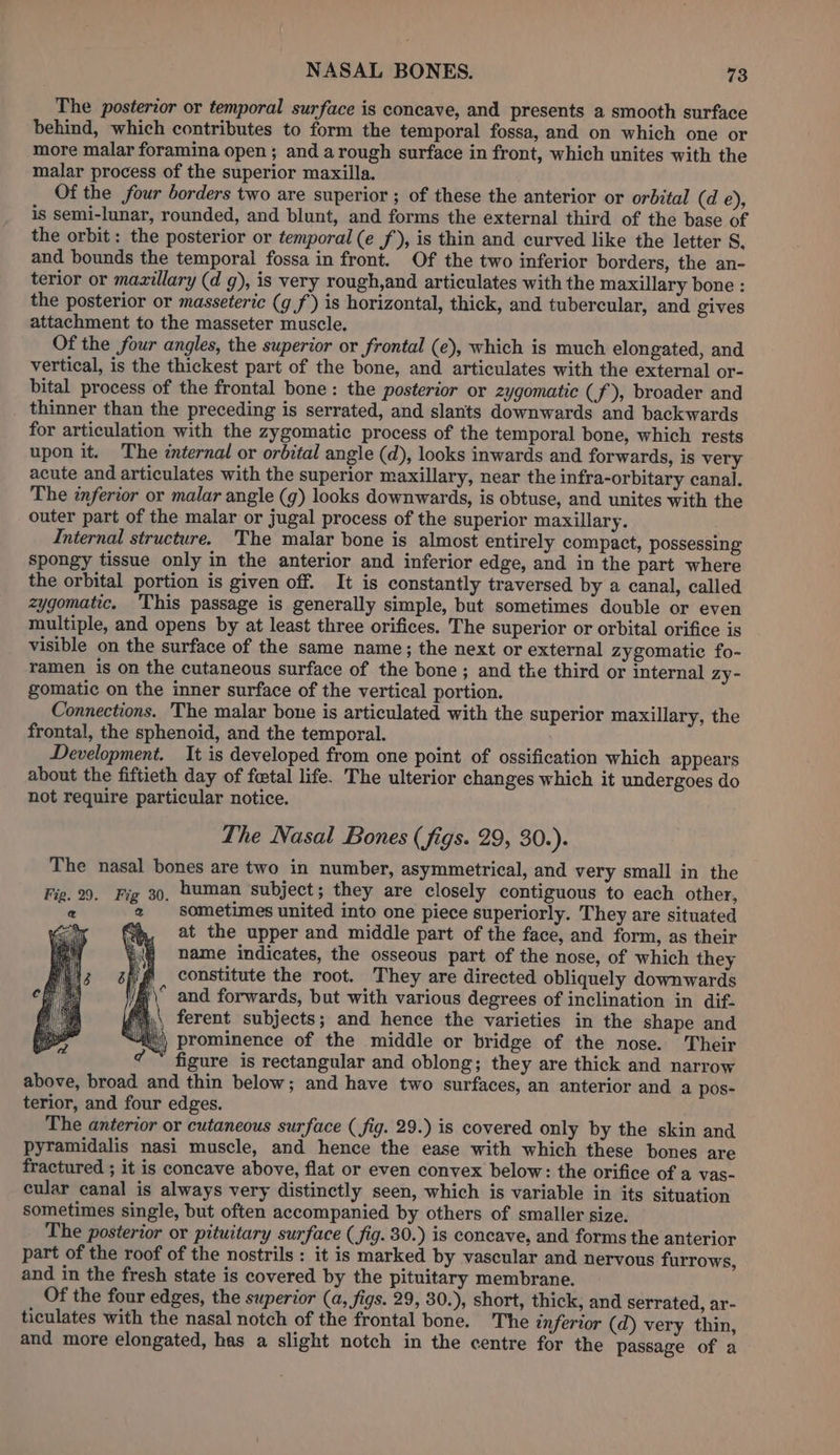 The posterior or temporal surface is concave, and presents a smooth surface behind, which contributes to form the temporal fossa, and on which one or more malar foramina open; and arough surface in front, which unites with the malar process of the superior maxilla. Of the four borders two are superior ; of these the anterior or orbital (de), is semi-lunar, rounded, and blunt, and forms the external third of the base of the orbit : the posterior or temporal (e f), is thin and curved like the letter S. and bounds the temporal fossa in front. Of the two inferior borders, the an- terior or mavillary (d g), is very rough,and articulates with the maxillary bone : the posterior or masseteric (g f) is horizontal, thick, and tubercular, and gives attachment to the masseter muscle. Of the four angles, the superior or frontal (e), which is much elongated, and vertical, is the thickest part of the bone, and articulates with the external or- bital process of the frontal bone: the posterior or zygomatic (f), broader and thinner than the preceding is serrated, and slants downwards and backwards for articulation with the zygomatic process of the temporal bone, which rests upon it. The internal or orbital angle (d), looks inwards and forwards, is very acute and articulates with the superior maxillary, near the infra-orbitary canal. The inferior or malar angle (g) looks downwards, is obtuse, and unites with the outer part of the malar or jugal process of the superior maxillary. Internal structure. The malar bone is almost entirely compact, possessing spongy tissue only in the anterior and inferior edge, and in the part where the orbital portion is given off. It is constantly traversed by a canal, called zygomatic, ‘This passage is generally simple, but sometimes double or even multiple, and opens by at least three orifices. The superior or orbital orifice is visible on the surface of the same name; the next or external zygomatic fo- ramen is on the cutaneous surface of the bone; and tke third or internal Zzy- gomatic on the inner surface of the vertical portion. Connections. The malar bone is articulated with the superior maxillary, the frontal, the sphenoid, and the temporal. Development. It is developed from one point of ossification which appears about the fiftieth day of foetal life. The ulterior changes which it undergoes do not require particular notice. The Nasal Bones (figs. 29, 30.). The nasal bones are two in number, asymmetrical, and very small in the Fig. 29. Fig 30, human subject ; they are closely contiguous to each other, 2 sometimes united into one piece superiorly. They are situated bh, at the upper and middle part of the face, and form, as their name indicates, the osseous part of the nose, of which they f constitute the root. They are directed obliquely downwards fi\° and forwards, but with various degrees of inclination in dif- Ft.\ ferent subjects; and hence the varieties in the shape and Sat ) prominence of the middle or bridge of the nose. Their ¢ figure is rectangular and oblong; they are thick and narrow above, broad and thin below; and have two surfaces, an anterior and a pos- terior, and four edges. The anterior or cutaneous surface ( fig. 29.) is covered only by the skin and pyramidalis nasi muscle, and hence the ease with which these bones are fractured ; it is concave above, flat or even convex below: the orifice of a vas- cular canal is always very distinctly seen, which is variable in its situation sometimes single, but often accompanied by others of smaller size. The posterior or pituitary surface (fig. 30.) is concave, and forms the anterior part of the roof of the nostrils : it is marked by vascular and nervous furrows, and in the fresh state is covered by the pituitary membrane. Of the four edges, the superior (a, figs. 29, 30.), short, thick, and serrated, ar- ticulates with the nasal notch of the frontal bone. The inferior (d) very thin, and more elongated, has a slight notch in the centre for the passage of a