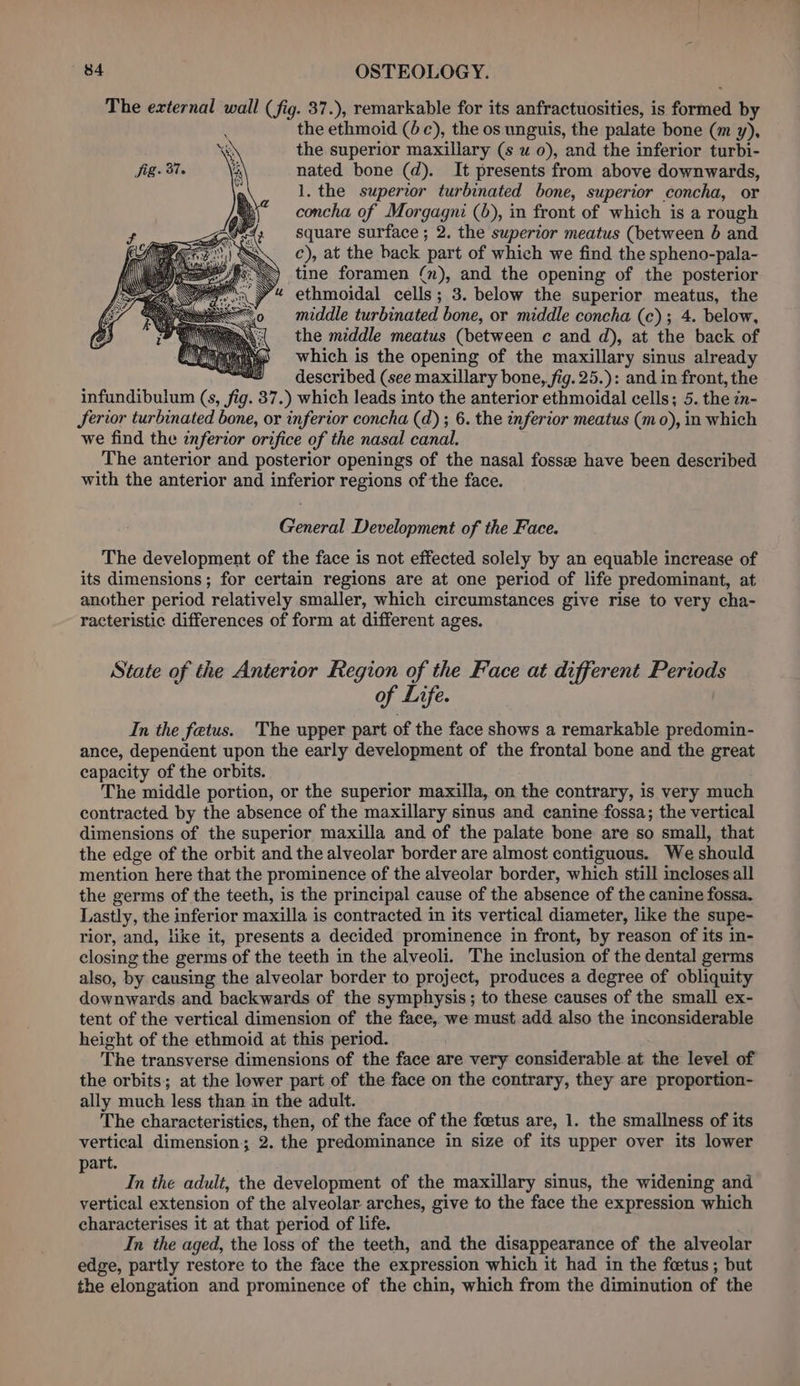 The external wall (fig. 37.), remarkable for its anfractuosities, is formed by the ethmoid (4c), the os unguis, the palate bone (m y), the superior maxillary (s u 0), and the inferior turbi- nated bone (d). It presents from above downwards, 1. the superior turbinated bone, superior concha, or concha of Morgagni (6), in front of which is a rough square surface ; 2. the superior meatus (between 6 and c), at the back part of which we find the spheno- pala- tine foramen (n), and the opening of the posterior ethmoidal cells; 3. below the superior meatus, the middle turbinated bone, or middle concha (c); 4. below, the middle meatus (between ¢ and d), at the back of which is the opening of the maxillary sinus already “/ = described (see maxillary bone, fig. 25.): and in front, the infundibulum (s, re 37. ) which leads into the anterior ethmoidal cells; 5. the in- Serior turbinated bone, or inferior concha (d) ; 6. the inferior meatus (mo), in which we find the inferior orifice of the nasal canal. The anterior and posterior openings of the nasal fossee have been described with the anterior and inferior regions of the face. General Development of the Face. The development of the face is not effected solely by an equable increase of its dimensions; for certain regions are at one period of life predominant, at another period ‘relatively smaller, which circumstances give rise to very cha- racteristic differences of form at different ages. State of the Anterior Region of the Face at different Periods of Life. In the fetus. The upper part of the face shows a remarkable predomin- ance, dependent upon the early development of the frontal bone and the great capacity of the orbits. The middle portion, or the superior maxilla, on the contrary, is very much contracted by the absence of the maxillary sinus and canine fossa; the vertical dimensions of the superior maxilla and of the palate bone are so small, that the edge of the orbit and the alveolar border are almost contiguous. We should mention here that the prominence of the alveolar border, which still incloses all the germs of the teeth, is the principal cause of the absence of the canine fossa. Lastly, the inferior maxilla is contracted in its vertical diameter, like the supe- rior, and, like it, presents a decided prominence in front, by reason of its in- closing the germs of the teeth in the alveoli. The inclusion of the dental germs also, by causing the alveolar border to project, produces a degree of obliquity downwards and backwards of the symphysis; to these causes of the small ex- tent of the vertical dimension of the face, we must add also the inconsiderable height of the ethmoid at this period. The transverse dimensions of the face are very considerable at the level of the orbits; at the lower part of the face on the contrary, they are proportion- ally much less than in the adult. The characteristics, then, of the face of the foetus are, 1. the smallness of its vertical dimension; 2. the predominance in size of its upper over its lower art. 3 In the adult, the development of the maxillary sinus, the widening and vertical extension of the alveolar arches, give to the face the expression which characterises it at that period of life. In the aged, the loss of the teeth, and the disappearance of the alveolar edge, partly restore to the face the expression which it had in the feetus ; but the elongation and prominence of the chin, which from the diminution of the
