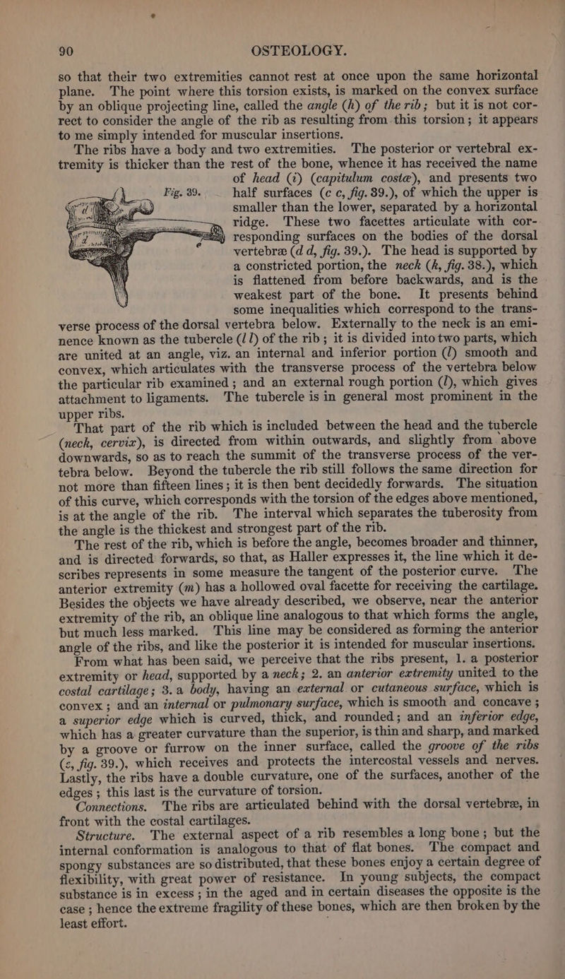 so that their two extremities cannot rest at once upon the same horizontal plane. The point where this torsion exists, is marked on the convex surface by an oblique projecting line, called the angle (h) of the rib; but it is not cor- rect to consider the angle of the rib as resulting from.this torsion ; it appears to me simply intended for muscular insertions. The ribs have a body and two extremities. The posterior or vertebral ex- tremity is thicker than the rest of the bone, whence it has received the name of head (2) (capitulum coste), and presents two half surfaces (c c, fig. 89.), of which the upper is smaller than the lower, separated by a horizontal ridge. These two facettes articulate with cor- responding surfaces on the bodies of the dorsal vertebra (d d, fig. 39.). The head is supported by a constricted portion, the neck (, fig. 38.), which is flattened from before backwards, and is the weakest part of the bone. It presents behind some inequalities which correspond to the trans- verse process of the dorsal vertebra below. Externally to the neck is an emi- nence known as the tubercle (/1) of the rib; it is divided into two parts, which are united at an angle, viz. an internal and inferior portion (2) smooth and convex, which articulates with the transverse process of the vertebra below the particular rib examined ; and an external rough portion (/), which gives attachment to ligaments. The tubercle is in general most prominent in the upper ribs. That part of the rib which is included between the head and the tubercle (nech, cervix), is directed from within outwards, and slightly from above downwards, so as to reach the summit of the transverse process of the ver- tebra below. Beyond the tubercle the rib still follows the same direction for not more than fifteen lines; it is then bent decidedly forwards. The situation of this curve, which corresponds with the torsion of the edges above mentioned, is at the angle of the rib. The interval which separates the tuberosity from the angle is the thickest and strongest part of the rib. The rest of the rib, which is before the angle, becomes broader and thinner, and is directed forwards, so that, as Haller expresses it, the line which it de- scribes represents in some measure the tangent of the posterior curve. The anterior extremity (m) has a hollowed oval facette for receiving the cartilage. Besides the objects we have already described, we observe, near the anterior extremity of the rib, an oblique line analogous to that which forms the angle, but much less marked. This line may be considered as forming the anterior angle of the ribs, and like the posterior it is intended for muscular insertions. From what has been said, we perceive that the ribs present, 1. a posterior extremity or head, supported by a neck; 2. an anterior extremity united to the costal cartilage; 3.a body, having an external or cutaneous surface, which is convex ; and an internal or pulmonary surface, which is smooth and concave ; a superior edge which is curved, thick, and rounded ; and an inferior edge, which has a greater curvature than the superior, is thin and sharp, and marked by a groove or furrow on the inner surface, called the groove of the ribs (2, fig. 39.), which receives and protects the intercostal vessels and nerves. Lastly, the ribs have a double curvature, one of the surfaces, another of the edges ; this last is the curvature of torsion. Connections. The ribs are articulated behind with the dorsal vertebre, in front with the costal cartilages. Structure. The external aspect of a rib resembles a long bone; but the internal conformation is analogous to that of flat bones. The compact and spongy substances are so distributed, that these bones enjoy a certain degree of flexibility, with great power of resistance. In young subjects, the compact substance is in excess; in the aged and in certain diseases the opposite is the case ; hence the extreme fragility of these bones, which are then broken by the least effort.