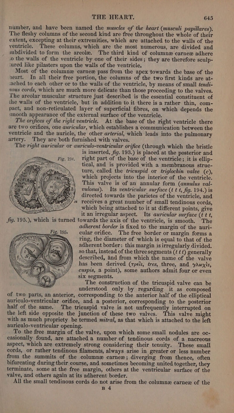 number, and have been named the muscles of the heart (musculi papillares). The fleshy columns of the second kind are free throughout the whole of their extent, excepting at their extremities, which are attached to the walls of the ventricle. These columns, which are the most numerous, are divided and subdivided to form the areole. The third kind of columne carnex adhere .o the walls of the ventricle by one of their sides; they are therefore sculp- cured like pilasters upon the walls of the ventricle, Most of the column carnee pass from the apex towards the base of the xeart. In all their free portion, the columns of the two first kinds are at- ‘ached to each other or to the walls of the ventricle, by means of small tendi- nous cords, which are much more delicate than those proceeding to the valves. Ihe areolar muscular structure just described is the essential constituent of the walls of the ventricle, but in addition to it there is a rather thin, com- pact, and non-reticulated layer of superficial fibres, on which depends the smooth appearance of the external surface of the ventricle. The orifices of the right ventricle. At the base of the right ventricle there are two orifices, one auricular, which establishes a communication between the ventricle and the auricle, the other arterial, which leads into the pulmonary artery. They are both furnished with valves. The right auricular or auriculo-ventricular orifice (through which the bristle is inserted, fig. 193.) is placed at the posterior and Fig. 194. Tight part of the base of the ventricle; it is ellip- i, tical, and is provided with a membranous struc- , ture, called the tricuspid or triglochin valve (c), which projects into the interior of the ventricle. This valve is of an annular form (annulus val- vulosus). Its ventricular surface (t t t, fig. 194.) is vii) directed towards the parietes of the ventricle, and R\\\/ = receives a great number of small tendinous cords, AINA OY which being attached to it at different points, give _— it an irregular aspect. Its auricular surface (¢ t t, Jig. 195.), which is turned towards the axis of the ventricle, is smooth. The adherent border is fixed to the margin of the auri- cular orifice. ‘The free border or margin forms a ring, the diameter of which is equal to that of the adherent border: this margin is irregularly divided. so that, instead of the three segments (¢ ¢ t) generally described, 4nd from which the name of the valve has been derived (tpeis, tres, three, and yAwyls, cuspis, a point), some authors admit four or even six segments. The construction of the tricuspid valve can be understood only by regarding it as composed of two parts, an anterior, corresponding to the anterior half of the elliptical auriculo-ventricular orifice, and a posterior, corresponding to the posterior half of the same. The tricuspid valve is not unfrequently interrupted on the left side opposite the junction of these two valves. This valve might with as much propriety be termed mitral, as that which is attached to the left auriculo-ventricular opening. To the free margin of the valve, upon which some small nodules are oc- casionally found, are attached a number of tendinous cords of a nacreous aspect, which are extremely strong considering their tenuity. These small cords, or rather tendinous filaments, always arise in greater or less number from the summits of the columne carnee; diverging from thence, often bifurcating during their course, and sometimes becoming united together, they terminate, some at the free margin, others at the ventricular surface of the valve, and others again at its adherent border. All the small tendinous cords do not arise from the columne carnez of the B 4