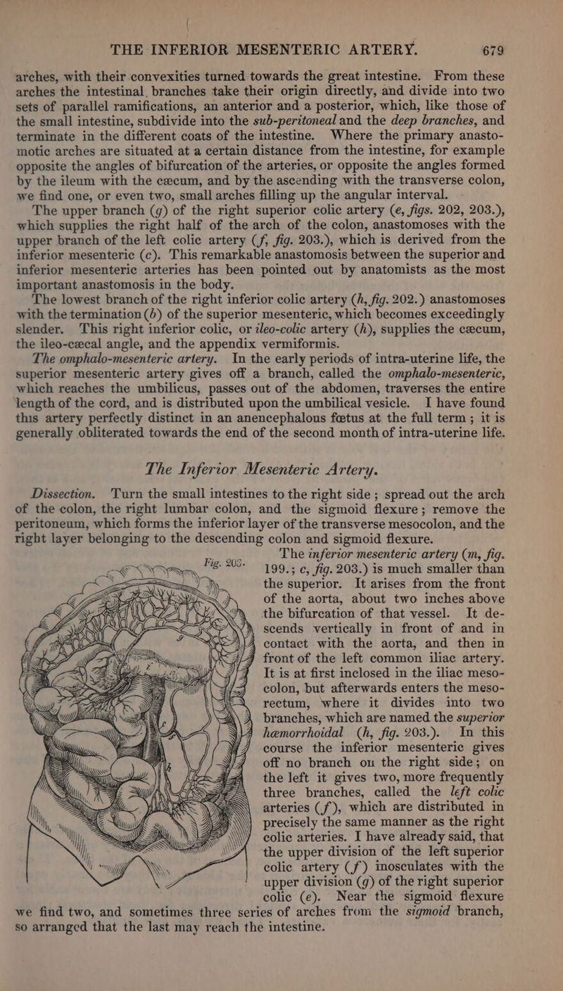 | THE INFERIOR MESENTERIC ARTERY. 679 arches, with their convexities turned towards the great intestine. From these arches the intestinal, branches take their origin directly, and divide into two sets of parallel ramifications, an anterior and a posterior, which, like those of the small intestine, subdivide into the sub-peritoneal and the deep branches, and terminate in the different coats of the intestine. Where the primary anasto- motic arches are situated at a certain distance from the intestine, for example opposite the angles of bifurcation of the arteries, or opposite the angles formed by the ileum with the cecum, and by the ascending with the transverse colon, we find one, or even two, small arches filling up the angular interval. The upper branch (g) of the right superior colic artery (e, figs. 202, 203.), which supplies the right half of the arch of the colon, anastomoses with the upper branch of the left colie artery (f, fig. 203.), which is derived from the inferior mesenteric (c). This remarkable anastomosis between the superior and inferior mesenteric arteries has been pointed out by anatomists as the most important anastomosis in the body. The lowest branch of the right inferior colic artery (h, fig. 202.) anastomoses with the termination (4) of the superior mesenteric, which becomes exceedingly slender. ‘This right inferior colic, or zleo-colic artery (h), supplies the cecum, the ileo-czecal angle, and the appendix vermiformis. The omphalo-mesenteric artery. In the early periods of intra-uterine life, the superior mesenteric artery gives off a branch, called the omphalo-mesenteric, which reaches the umbilicus, passes out of the abdomen, traverses the entire length of the cord, and is distributed upon the umbilical vesicle. I have found this artery perfectly distinct in an anencephalous fetus at the full term ; it is generally obliterated towards the end of the second month of intra-uterine life. The Inferior Mesenteric Artery. Dissection. Turn the small intestines to the right side ; spread out the arch of the colon, the right lumbar colon, and the sigmoid flexure; remove the peritoneum, which forms the inferior layer of the transverse mesocolon, and the right layer belonging to the descending colon and sigmoid flexure. The enferior mesenteric artery (m, fig. 199.; ¢, fig. 203.) is much smaller than p the superior. It arises from the front ZA of the aorta, about two inches above Ww the bifurcation of that vessel. It de- y iS Y , scends vertically in front of and in Ce arin }}A4 contact with the aorta, and then in front of the left common iliac artery. It is at first inclosed in the iliac meso- colon, but afterwards enters the meso- rectum, where it divides into two branches, which are named the superior hemorrhoidal (h, fig. 203.). In this course the inferior mesenteric gives off no branch on the right side; on the left it gives two, more frequently three branches, called the left colic arteries (f), which are distributed in precisely the same manner as the right colic arteries. I have already said, that the upper division of the left superior colic artery (f) imosculates with the upper division (g) of the right superior colic (e). Near the sigmoid flexure we find two, and sometimes three series of arches from the sigmoid branch, so arranged that the last may reach the intestine.