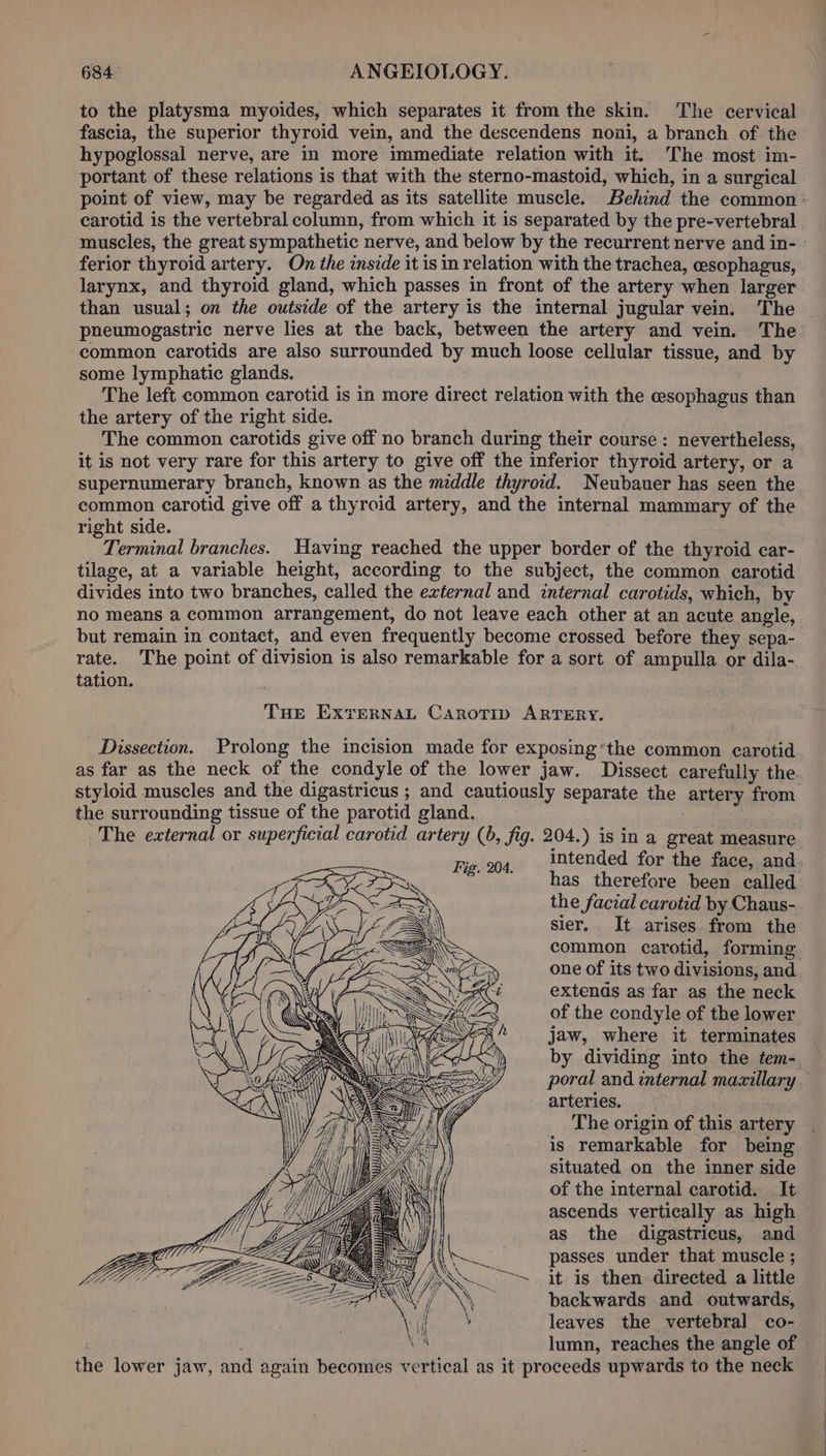 to the platysma myoides, which separates it from the skin. The cervical fascia, the superior thyroid vein, and the descendens noai, a branch of the hypoglossal nerve, are in more immediate relation with it. The most im- portant of these relations is that with the sterno-mastoid, which, in a surgical carotid is the vertebral column, from which it is separated by the pre-vertebral muscles, the great sympathetic nerve, and below by the recurrent nerve and in- ferior thyroid artery. On the inside it is in relation with the trachea, esophagus, larynx, and thyroid gland, which passes in front of the artery when larger than usual; on the outside of the artery is the internal jugular vein. The pneumogastric nerve lies at the back, between the artery and vein. The common carotids are also surrounded by much loose cellular tissue, and by some lymphatic glands. The left common carotid is in more direct relation with the cesophagus than the artery of the right side. The common carotids give off no branch during their course: nevertheless, it is not very rare for this artery to give off the inferior thyroid artery, or a supernumerary branch, known as the middle thyroid. Neubauer has seen the common carotid give off a thyroid artery, and the internal mammary of the right side. Terminal branches. Having reached the upper border of the thyroid car- tilage, at a variable height, according to the subject, the common carotid divides into two branches, called the external and internal carotids, which, by no Means a common arrangement, do not leave each other at an acute angle, but remain in contact, and even frequently become crossed before they sepa- rate. The point of division is also remarkable for a sort of ampulla or dila- tation. THe ExTerRNAL CAroTip ARTERY. Dissection. Prolong the incision made for exposing‘the common carotid as far as the neck of the condyle of the lower jaw. Dissect carefully the styloid muscles and the digastricus ; and cautiously separate the artery from the surrounding tissue of the parotid gland. The external or superficial carotid artery (0, fig. 204.) is in a great measure has therefore been called the facial carotid by Chaus- sier. It arises from the common carotid, forming one of its two divisions, and extends as far as the neck of the condyle of the lower jaw, where it terminates by dividing into the tem- arteries. . The origin of this artery is remarkable for being situated on the inner side of the internal carotid. It ascends vertically as high as the digastricus, and passes under that muscle ; it is then-directed a little backwards and outwards, leaves the vertebral co- lumn, reaches the angle of the lower jaw, and again becomes vertical as it proceeds upwards to the neck