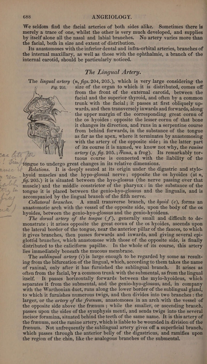 We seldom find the facial arteries of both sides alike. Sometimes there is merely a trace of one, whilst the other is very much developed, and supplies by itself alone all the nasal and labial branches. No artery varies more than the facial, both in size and extent of distribution. Its anastomoses with the inferior dental and infra-orbital arteries, branches of the internal maxillary, as well as those with the ophthalmic, a branch of the internal carotid, should be particularly noticed. The Lingual Artery. The lingual sed (n, figs. 204, 205.), which is very large considering the size of the organ to which it is distributed, comes off from the front of the external carotid, between the facial and the superior thyroid, and often by a common trunk with the facial; it passes at first obliquely up- wards, and then transversely inwards and forwards, along the upper margin of the corresponding great cornu of the os hyoides: opposite the lesser cornu of that bone it changes its direction, and runs in a serpentine course from behind forwards, in the substance of the tongue as far as the apex, where it terminates by anastomosing with the artery of the opposite side; in the latter part of its course it is named, we know not why, the ranine artery (9, fig. 205. ;#rana, a frog). Its remarkably tor- tuous course is connected with the liability of the Relations. It is deeply seated at its origin under the digastric and stylo- hyoid muscles and the hypo-glossal nerve; opposite the os hyoides (at n, — fig. 205.) it is situated between the hyo-glossus (the nerve passing over that muscle) and the middle constrictor of the pharynx: in the substance of the tongue it is placed between the genio-hyo-glossus and the lingualis, and is accompanied by the lingual branch of the fifth nerve. Collateral branches. A small transverse branch, the hyoid (e), forms an anastomotic arch with the vessel of the opposite side, upon the body of the os hyoides, between the genio-hyo-glossus and the genio-hyoideus. The dorsal artery of the tongue (f), generally small and difficult to de- monstrate ; it arises opposite the great cornu of the os hyoides, ascends upon the lateral border of the tongue, near the anterior pillar of the fauces, to which it gives branches, then passes forwards and inwards, and giving several epi- glottid branches, which anastomose with those of the opposite side, is finally distributed to the caliciform papille. In the whole of its course, this artery lies immediately beneath the mucous membrane. The sublingual artery (i) is large. enough to be regarded by some as result- ing from the bifurcation of the lingual, which, according to them takes the name of raninal, only after it has furnished the sublingual branch. It arises as often from the facial, by a common trunk with the submental, as from the lingual itself. It passes horizontally forwards between the mylo-hyoideus, which | separates it from the submental, and the genio-hyo-glossus, and, in company with the Warthonian duct, runs along the lower border of the sublingual gland, to which it furnishes numerous twigs, and then divides into two branches: the larger, or the artery of the frenum, anastomoses in an arch with the vessel of the opposite side above the frenum ; while the smaller, or ascending branch, passes upon the sides of the symphysis menti, and sends twigs into the several incisor foramina, situated behind the teeth of the same name. It is this artery of the frenum, not the ranine artery, which is liable to be wounded in division of the frenum. Not unfrequently the sublingual artery gives off a superficial branch, which passes through the anterior belly of the digastricus, and ramifies upon the region of the chin, like the analogous branches of the submental.