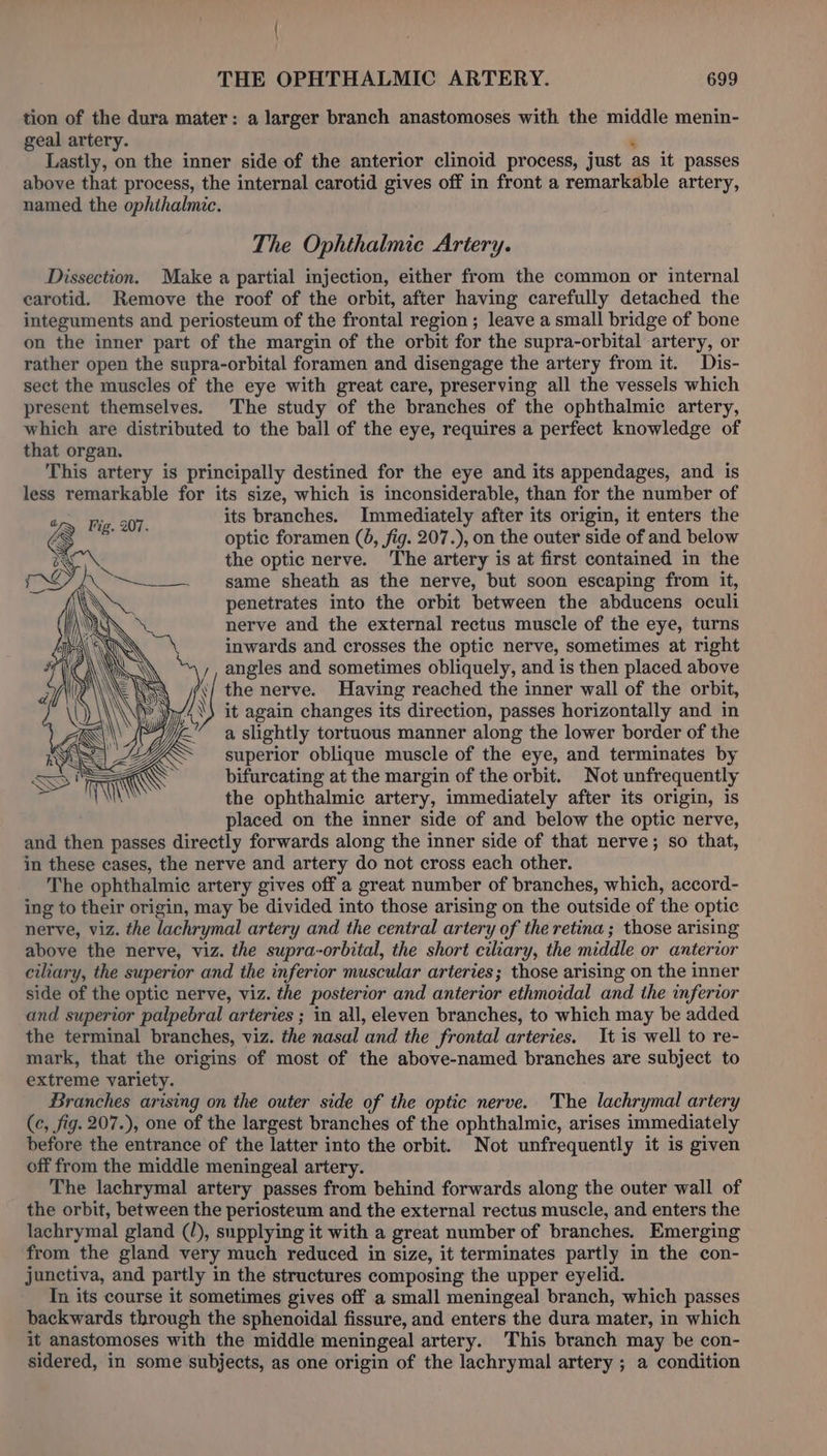 { THE OPHTHALMIC ARTERY. 699 tion of the dura mater: a larger branch anastomoses with the middle menin- geal artery. , Lastly, on the inner side of the anterior clinoid process, just as it passes above that process, the internal carotid gives off in front a remarkable artery, named the ophthalmic. The Ophthalmic Artery. Dissection. Make a partial injection, either from the common or internal carotid. Remove the roof of the orbit, after having carefully detached the integuments and periosteum of the frontal region ; leave a small bridge of bone on the inner part of the margin of the orbit for the supra-orbital artery, or rather open the supra-orbital foramen and disengage the artery from it. Dis- sect the muscles of the eye with great care, preserving all the vessels which present themselves. The study of the branches of the ophthalmic artery, which are distributed to the ball of the eye, requires a perfect knowledge of that organ. This artery is principally destined for the eye and its appendages, and is less remarkable for its size, which is inconsiderable, than for the number of 5 Fig. 207. its branches. Immediately after its origin, it enters the : optic foramen (6, fig. 207.), on the outer side of and below the optic nerve. The artery is at first contained in the same sheath as the nerve, but soon escaping from it, penetrates into the orbit between the abducens oculi nerve and the external rectus muscle of the eye, turns inwards and crosses the optic nerve, sometimes at right angles and sometimes obliquely, and is then placed above the nerve. Having reached the inner wall of the orbit, it again changes its direction, passes horizontally and in a slightly tortuous manner along the lower border of the superior oblique muscle of the eye, and terminates by bifurcating at the margin of the orbit. Not unfrequently the ophthalmic artery, immediately after its origin, is placed on the inner side of and below the optic nerve, and then passes directly forwards along the inner side of that nerve; so that, in these cases, the nerve and artery do not cross each other. The ophthalmic artery gives off a great number of branches, which, accord- ing to their origin, may be divided into those arising on the outside of the optic nerve, viz. the lachrymal artery and the central artery of the retina; those arising above the nerve, viz. the supra-orbital, the short ciliary, the middle or anterior ciliary, the superior and the inferior muscular arteries; those arising on the inner side of the optic nerve, viz. the posterior and anterior ethmoidal and the inferior and superior palpebral arteries ; in ail, eleven branches, to which may be added the terminal branches, viz. the nasal and the frontal arteries. It is well to re- mark, that the origins of most of the above-named branches are subject to extreme variety. Branches arising on the outer side of the optic nerve. The lachrymal artery (¢, fig. 207.), one of the largest branches of the ophthalmic, arises immediately before the entrance of the latter into the orbit. Not unfrequently it is given off from the middle meningeal artery. The lachrymal artery passes from behind forwards along the outer wall of the orbit, between the periosteum and the external rectus muscle, and enters the lachrymal gland (/), supplying it with a great number of branches. Emerging from the gland very much reduced in size, it terminates partly in the con- junctiva, and partly in the structures composing the upper eyelid. Tn its course it sometimes gives off a small meningeal branch, which passes backwards through the sphenoidal fissure, and enters the dura mater, in which it anastomoses with the middle meningeal artery. This branch may be con- sidered, in some subjects, as one origin of the lachrymal artery ; a condition