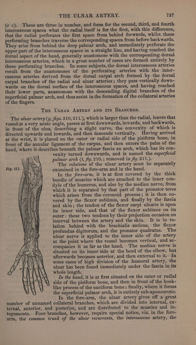 (c c). These are three in number, and form for the second, third, and fourth interosseous spaces what the radial itself is for the first, with this difference, that the radial perforates the first space from behind forwards, whilst these perforating branches traverse the corresponding spaces from before backwards. They arise from behind the deep palmar arch, and immediately perforate the upper part of the interosseous spaces in a straight line, and having reached the dorsal aspect of the hand, generally anastomose with the corresponding dorsal interosseous arteries, which in a great number of cases are formed entirely by these perforating branches. In some subjects, the dorsal interosseous arteries result from the anastomoses of the perforating arteries with the inter- osseous arteries derived from the dorsal carpal arch formed by the dorsal carpal branches of the radial and ulnar arteries; they pass vertically down- wards on the dorsal surface of the interosseous spaces, and having reached their lower parts, anastomose with the descending digital branches of the superficial palmar arch, and thus assist in the formation of the collateral arteries of the fingers. THe ULnNArn ARTERY AND ITS BRANCHES. The ulnar artery (g, figs. 210, 211.), which is larger than the radial, leaves that vessel at a very acute angle, passes at first downwards, inwards, and backwards, in front of the ulna, describing a slight curve, the convexity of which is directed upwards and inwards, and then descends vertically. Having arrived at the wrist, it is placed on the outer or radial side of the pisiform bone, in front of the annular ligament of the carpus, and then enters the palm of the hand, where it: describes beneath the palmar fascia an arch, which has its con- vexity turned downwards, and is named the superficial palmar arch (t, fig. 210. ; removed in fig. 211.). The relations of the ulnar artery must be separately examined in the fore-arm and in the hand. In the fore-arm, it is at first covered by the thick bundle of muscles which are attached to the inner con- dyle of the humerus, and also by the median nerve, from which it is separated by that part of the pronator teres which arises from the coronoid process; it is then co- vered by the flexor sublimis, and finally by the fascia and skin; the tendon of the flexor carpi ulnaris is upon its inner side, and that of the flexor sublimis on its outer: these two tendons by their projection occasion an interval between the artery and the skin. It is in re- lation behind with the brachialis anticus, the flexor profundus digitorum, and the pronator quadratus. The ulnar nerve is applied to the inner side of the artery at the point where the vessel becomes vertical, and ac- companies it as far as the hand. The median nerve is situated on its inner side at the bend of the elbow, but afterwards becomes anterior, and then external to it.» In some cases of high division of the humeral artery, the ulnar has been found immediately under. the fascia in its whole length. In the hand, it is at first situated on the outer or radial side of the pisiform bone, and then in front of the hook- like process of the unciform bone; finally, where it forms the superficial palmar arch, it is entirely sub-aponeurotic. In the fore-arm, the ulnar artery gives off a great number of unnamed collateral branches, which are divided into internal, ex- ternal, anterior, and posterior, and are distributed to the muscles and in- teguments. Four branches, however, require special notice, viz. in the fore- arm, the common trunk of the ulnar recurrents, the interosseous artery, the ale SL AEESESS Sea KS —S— Fe fa = CLD