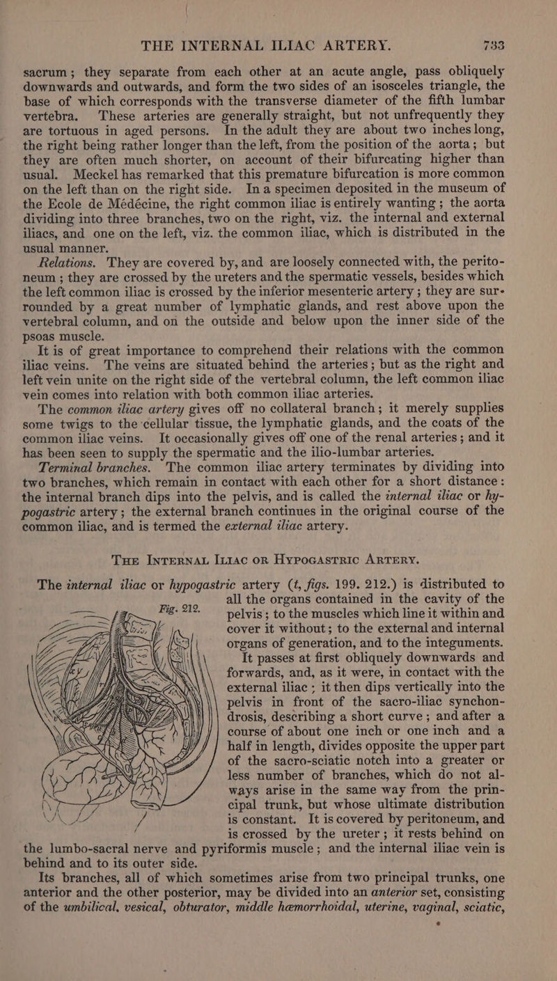 sacrum; they separate from each other at an acute angle, pass obliquely downwards and outwards, and form the two sides of an isosceles triangle, the base of which corresponds with the transverse diameter of the fifth lumbar vertebra. These arteries are generally straight, but not unfrequently they are tortuous in aged persons. In the adult they are about two inches long, the right being rather longer than the left, from the position of the aorta; but they are often much shorter, on account of their bifurcating higher than usual. Meckel has remarked that this premature bifurcation is more common on the left than on the right side. Ina specimen deposited in the museum of the Ecole de Médécine, the right common iliac is entirely wanting ; the aorta dividing into three branches, two on the right, viz. the internal and external iliacs, and one on the left, viz. the common iliac, which is distributed in the usual manner. Relations. They are covered by, and are loosely connected with, the perito- neum ; they are crossed by the ureters and the spermatic vessels, besides which the left common iliac is crossed by the inferior mesenteric artery ; they are sur- rounded by a great number of lymphatic glands, and rest above upon the vertebral column, and on the outside and below upon the inner side of the psoas muscle. é It is of great importance to comprehend their relations with the common iliac veins. The veins are situated behind the arteries; but as the right and left vein unite on the right side of the vertebral column, the left common iliac vein comes into relation with both common iliac arteries. The common iliac artery gives off no collateral branch; it merely supplies some twigs to the cellular tissue, the lymphatic glands, and the coats of the common iliac veins. It occasionally gives off one of the renal arteries ; and it has been seen to supply the spermatic and the ilio-lumbar arteries. Terminal branches. ‘The common iliac artery terminates by dividing into two branches, which remain in contact with each other for a short distance: the internal branch dips into the pelvis, and is called the internal iliac or hy- pogastric artery ; the external branch continues in the original course of the common iliac, and is termed the external iliac artery. Tue INTERNAL ILtAc oR Hypocastric ARTERY. The internal iliac or hypogastric artery (t, figs. 199. 212.) is distributed to all the organs contained in the cavity of the pelvis; to the muscles which line it within and cover it without; to the external and internal organs of generation, and to the integuments. It passes at first obliquely downwards and forwards, and, as it were, in contact with the external iliac ; it then dips vertically into the pelvis in front of the sacro-iliac synchon- drosis, describing a short curve ; and after a course of about one inch or one inch and a half in length, divides opposite the upper part of the sacro-sciatic notch into a greater or less number of branches, which do not al- ways arise in the same way from the prin- cipal trunk, but whose ultimate distribution is constant. It iscovered by peritoneum, and is crossed by the ureter; it rests behind on the lumbo-sacral nerve and pyriformis muscle; and the internal iliac vein is behind and to its outer side. Its branches, all of which sometimes arise from two principal trunks, one anterior and the other posterior, may be divided into an anterior set, consisting of the umbilical, vesical, obturator, middle hemorrhoidal, uterine, vaginal, sciatic,