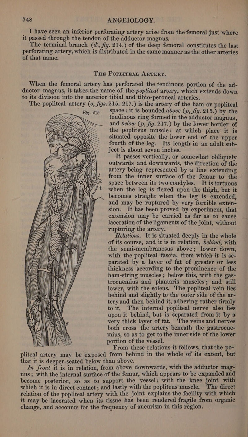 I have seen an inferior perforating artery arise from the femoral just where it passed through the tendon of the adductor magnus. The terminal branch (d’, fig. 214.) of the deep femoral constitutes the last perforating artery, which is distributed in the same manner as the other arteries of that name. THe PopLtiTreEaAL ARTERY. When the femoral artery has perforated the tendinous portion of the ad- ductor magnus, it takes the name of the popliteal artery, which extends down to its division into the anterior tibial and tibio-peroneal arteries. The popliteal artery (0, figs. 215. 217.) is the artery of the ham or popliteal space : it is bounded above (p, fig. 215.) by the tendinous ring formed in the adductor magnus, and below (p, fig. 217.) by the lower border of the popliteus muscle; at which place it is situated opposite the lower end of the upper fourth of the leg. Its length in an adult sub- ject is about seven inches. It passes vertically, or somewhat obliquely outwards and downwards, the direction of the artery being represented by a line extending from the inner surface of the femur to the space between its two condyles. It is tortuous when the leg is flexed upon the thigh, but it becomes straight when the leg is extended, and may be ruptured by very forcible exten- sion. It has been proved by experiment, that extension may be carried as far as to cause laceration of the ligaments of the joint, without rupturing the artery. Relations. It is situated deeply in the whole of its course, and it is in relation, behind, with the semi-membranosus above; lower down, with the popliteal fascia, from which it is se- parated by a layer of fat of greater or less thickness according to the prominence of the ham-string muscles ; below this, with the gas- trocnemius and plantaris muscles; and still lower, with the soleus. The popliteal vein lies behind and slightly to the outer side of the ar- tery and then behind it, adhering rather firmly to it. The internal popliteal nerve also lies upon it behind, but is separated from it by a very thick layer of fat. The veins and nerves both cross the artery beneath the gastrocne- mius, so as to get to the inner side of the lower portion of the vessel. From these relations it follows, that the po- pliteal artery may be exposed from behind in the whole of its extent, but that it is deeper-seated below than above. In front it is in relation, from above downwards, with the adductor mag- nus; with the internal surface of the femur, which appears to be expanded and become posterior, so as to support the vessel; with the knee joint with which it is in direct contact ; and lastly with the popliteus muscle. The direct relation of the popliteal artery with the joint explains the facility with which it may be lacerated when its tissue has been rendered fragile from organic change, and accounts for the frequency of aneurism in this region. Oe! UH) { \3 U NS: SS