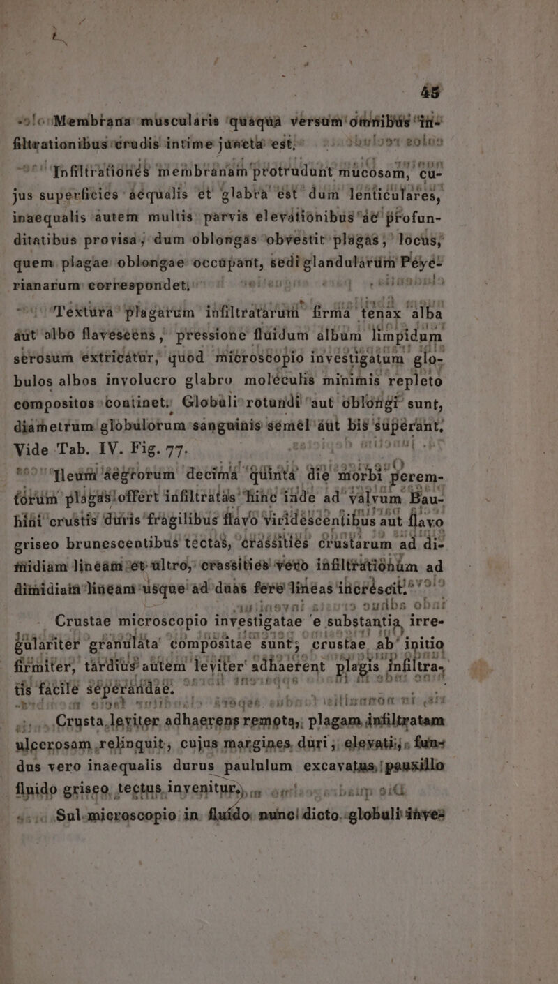 -51o Membrana muscularis 'quáqua versam'oinibus in- filtwationibus idredis intime jüneta est; tj sxbuloos eoluo ^^ qufltratiónés membranam pro truduht mücosam, cu- jus superficies: áéqualis et glabra est dum léntiéulares, inaequalis àutem multis: parvis elevátionibus'ác' BFofun- ditatibus provisa; dum oblongàás obvestit plagas; locus; quem. plagae oblongae voca; sedi. sedips Péye: rianarum /correspondet; ^ ^*'* ene ceelambida UpoTextura^ plagarum infiltratarumi MIT TÉ MA alba aut albo flaveseéns, pressione flüidum álbum us serosum extricátur, quod miéroscopio investigatum glo- bulos albos involucro glabro moléculis minimis repleto compositos ' Continet; Globali- rotundi aut. oblongt sunt, diametrum globulorum sangnine semel: áut T ra BpRe Vide Tab. IV. Fig. 77: B | TIETTT 1240 1»r,7 | leu &amp;égrorum decimá. iba aie orbi perem- ford plagis? loffert idfiltratds' Tühc iade ad vàlvum. Bau- híüi crustis duris fragilibus flavo VictdéséénliBus aut lavo griseo brunescentibus tectas, EHE A crüstarum. ad di- füiüidiam linéam ét sive: crassitiés veso iafliritióhüm ad dimidiam liueani: uisque ad düas fere lineas iüieréscit^ ^'^ ATHE unt s1:015 5udbs obar Crustae microscopio ad iix id e substanti irre- Er gulariter grandláta compositae Sunt; crustae, ab' ipitit ETNTIRV Ani. firmiter, tardiüs autem. leviter eatadoh: plagis nfiltra, 5 hi de Ha sépéraddag. 24 n 2n9yit «au a ni 1 dT efje edibeslo &amp;T8qee. aubnct ieiligamom mni 211 . Crusta lgyiter adhaerens remota,; plagam infiltratam vient relinquit; cujus margines. duri ;; elevati; ; fun dus vero inaequalis durus s paululum excavatinipsnsilia flnido griseo, Aectus. inyeni itur;,.. | -étioososbaup: 9i 5:;« Sulamieroscopio. in. fluido. eiii dicto.:globuli iàvez