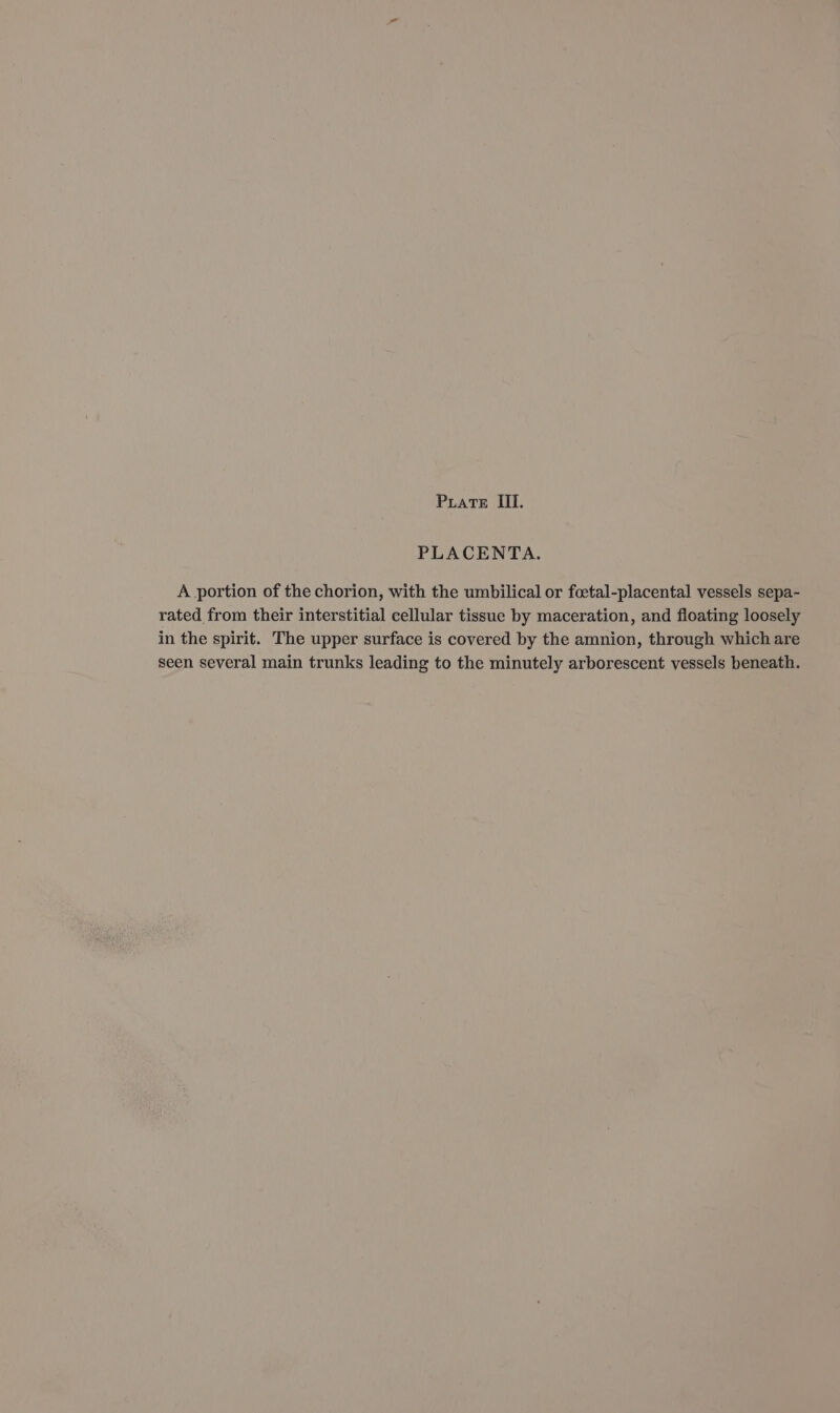 Pirate III. PLACENTA. A portion of the chorion, with the umbilical or foetal-placental vessels sepa- rated from their interstitial cellular tissue by maceration, and floating loosely in the spirit. The upper surface is covered by the amnion, through which are seen several main trunks leading to the minutely arborescent vessels beneath.