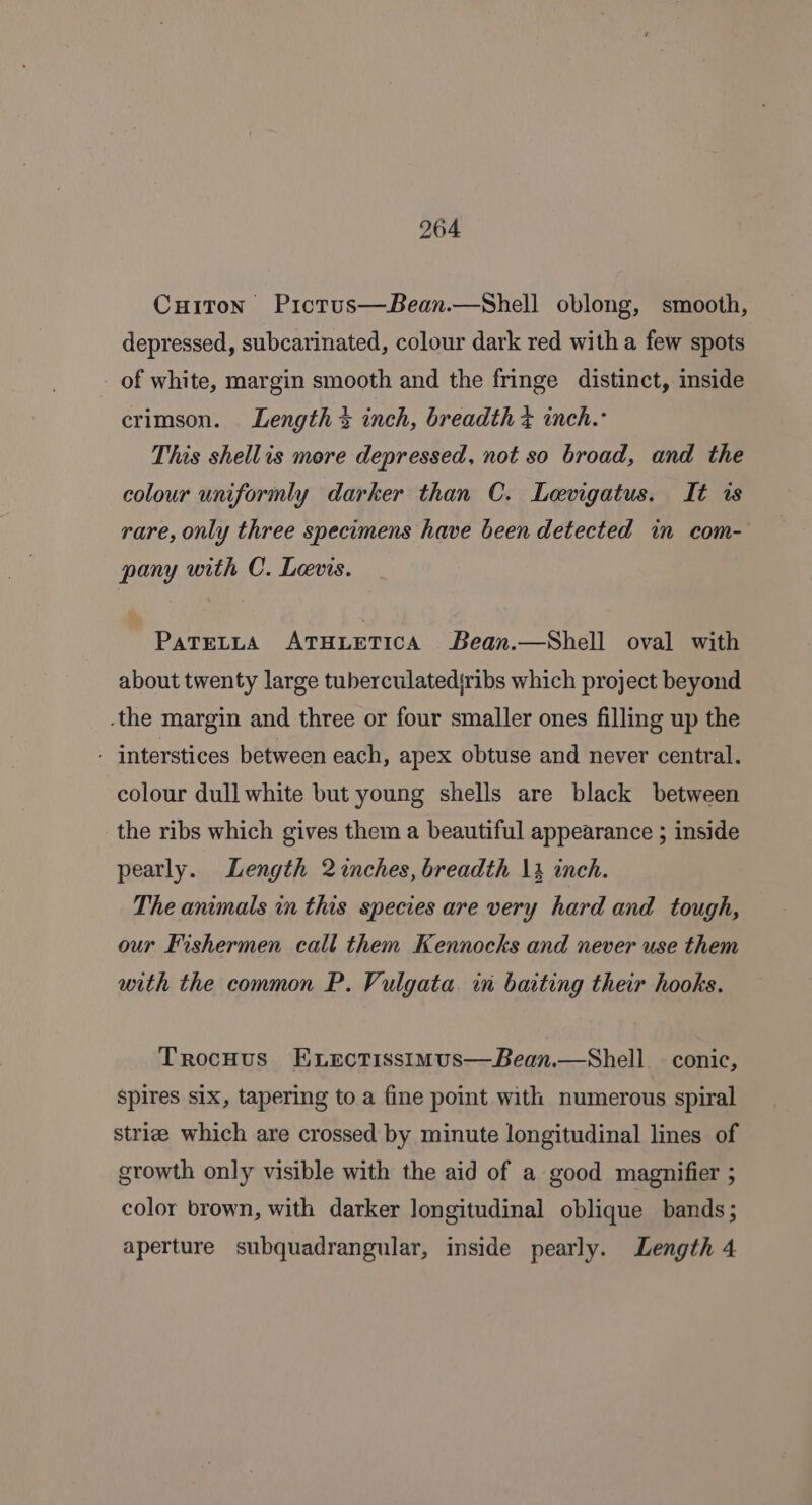 Cuiton Pictus—Bean.—Shell oblong, smooth, depressed, subcarinated, colour dark red with a few spots of white, margin smooth and the fringe distinct, inside crimson. Length % inch, breadth + inch.- This shellis more depressed, not so broad, and the colour uniformly darker than C. Levigatus. It is rare, only three specumens have been detected in com- pany with C. Levis. PaTELLA ATHLETICA Bean.—Shell oval with about twenty large tuberculatediribs which project beyond .the margin and three or four smaller ones filling up the - interstices between each, apex obtuse and never central. colour dull white but young shells are black between the ribs which gives them a beautiful appearance ; inside pearly. Length 2 inches, breadth 13 inch. The animals in this species are very hard and tough, our Fishermen call them Kennocks and never use them with the common P. Vulgata. in baiting their hooks. Trocuus ELectisstimus—Bean.—Shell. - conic, spires six, tapering to a fine point with numerous spiral striz which are crossed by minute longitudinal lines of growth only visible with the aid of a good magnifier ; color brown, with darker longitudinal oblique bands; aperture subquadrangular, inside pearly. Length 4
