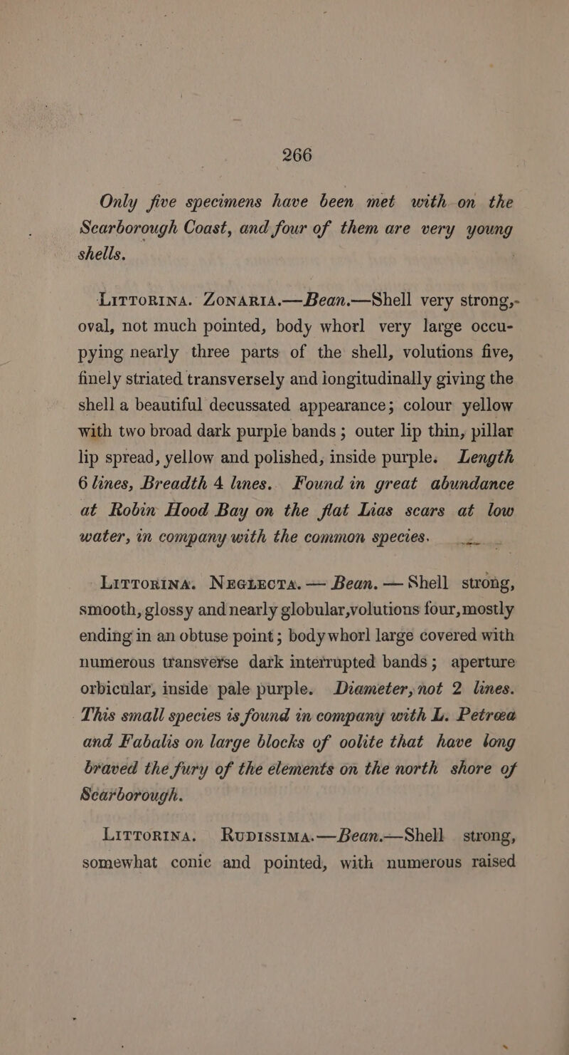 Only five specimens have been met with on the Scarborough Coast, and four of them are very young shells. LitToRina. ZoNARIA.—Bean.—Shell very strong,- oval, not much pointed, body whorl very large occu- pying nearly three parts of the shell, volutions five, finely striated transversely and iongitudinally giving the shell a beautiful decussated appearance; colour yellow with two broad dark purple bands ; outer lip thin, pillar lip spread, yellow and polished, inside purple. Length 6 lines, Breadth 4 lines.. Found in great abundance at Robin Hood Bay on the flat Lias scars at low water, in company with the common species. Litrorina. Nue1tecta. — Bean. — Shell strong, smooth, glossy and nearly globular,volutions four, mostly ending in an obtuse point ; bodywhorl large covered with numerous transverse dark interrupted bands; aperture orbicular, inside pale purple. Deameter,not 2 lines. This small species is found in company with L. Petrea and Fabalis on large blocks of oolite that have bong braved the fury of the elements on the north shore of Scarborough. Lirrorina. Rupisstma.—Bean.—Shell | strong, somewhat conic and pointed, with numerous raised