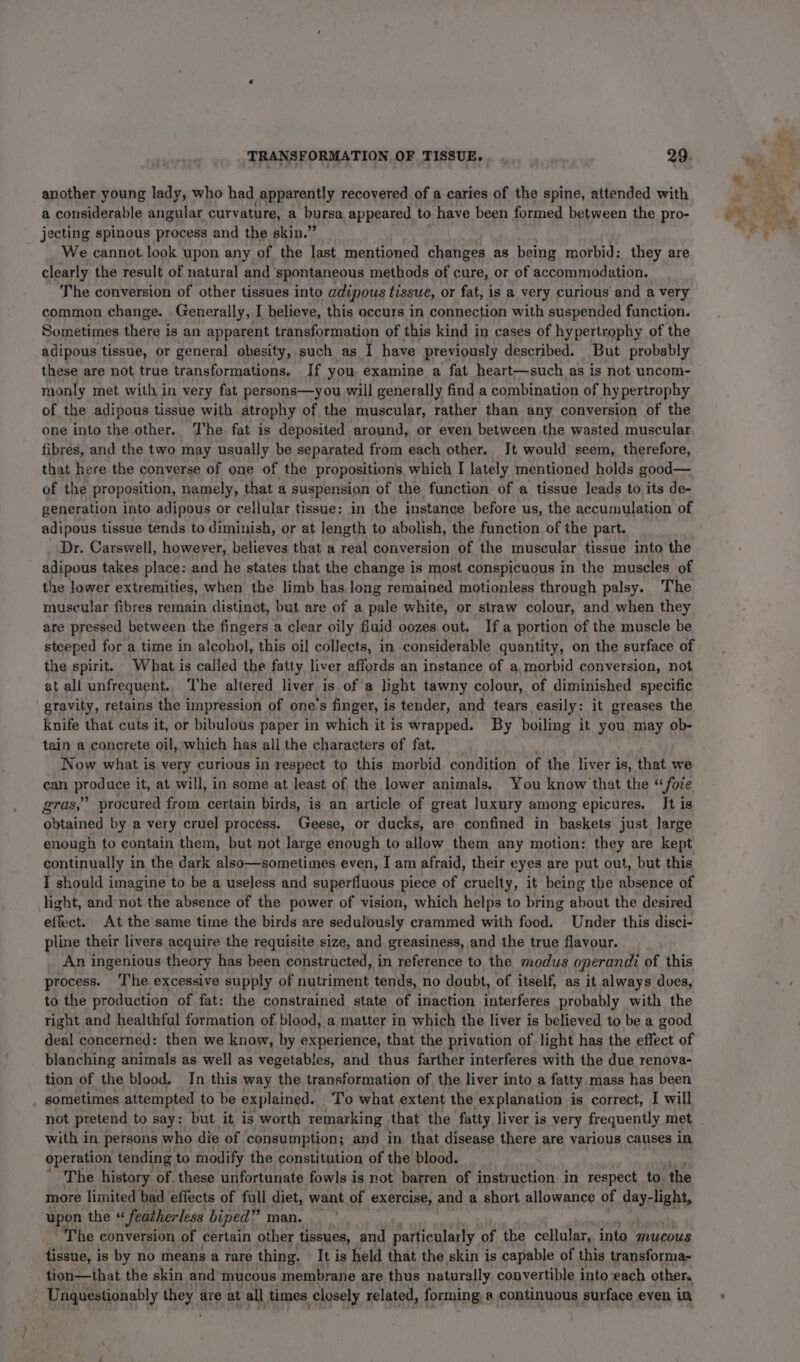 another young lady, who had apparently recovered of a caries of the spine, attended with a considerable angular curvature, a bursa appeared to have been formed between the pro- jecting spinous process and the skin.” We cannot. look upon any of the last mentioned changes as being morbid: they are clearly the result of natural and spontaneous methods of cure, or of accommodation. The conversion of other tissues into adipous tissue, or fat, is a very curious and a very common change. Generally, I believe, this occurs in connection with suspended function. Sometimes there is an apparent transformation of this kind in cases of hypertrophy of the adipous tissue, or general. obesity, such as I have previously described. But probably these are not true transformations. If you. examine a fat heart—such as is not uncom- monly met with in very fat persons—you will generally find a combination of hy pertrophy of the adipous tissue with atrophy of the muscular, rather than any conversion of the one into the other. The fat is deposited around, or even between the wasted muscular fibres, and the two may usually be separated from each other. It would seem, therefore, that here the converse of one of the propositions, which I lately mentioned holds good— of the proposition, namely, that a suspension of the function of a tissue leads to its de- generation into adipous or cellular tissue: in the instance before us, the accumulation of adipous tissue tends to diminish, or at length to abolish, the function of the part. Dr. Carswell, however, believes that a real conversion of the muscular tissue into the adipous takes place: and he states that the change is most conspicuous in the muscles of the lower extremities, when the limb has long remained motionless through palsy. The muscular fibres remain distinct, but are of a pale white, or straw colour, and when they are pressed between the fingers a clear oily fluid oozes out. Ifa portion of the muscle be steeped for a time in alcohol, this oil collects, in considerable quantity, on the surface of the spirit. What is called the fatty, liver affords an instance of a,morbid conversion, not at all unfrequent.. The altered liver is of a light tawny colour, of diminished specific gravity, retains the impression of one’s finger, is tender, and tears easily: it greases the knife that cuts it, or bibulous paper in which it is wrapped. By boiling it you may ob- tain a concrete oil, which has all the characters of fat. Now what is very curious in respect to this morbid condition of the liver is, that we can produce it, at will, in some at least of the lower animals, You know that the “foie gras,” procured from certain birds, is an article of great luxury among epicures. It is obtained by a very cruel process. Geese, or ducks, are confined in baskets just large enough to contain them, but not large enough to allow them any motion: they are kept continually in the dark also—sometimes even, I am afraid, their eyes are put out, but this I should imagine to be a useless and superfluous piece of cruelty, it being the absence of light, and not the absence of the power of vision, which helps to bring about the desired effect. At the same time the birds are sedulously crammed with food. Under this disci- pline their livers acquire the requisite size, and greasiness, and the true flavour. An ingenious theory has been constructed, in reference to the modus operandi of this process. The excessive supply of nutriment tends, no doubt, of itself, as it always does, to the production of fat: the constrained state of inaction interferes probably with the right and healthful formation of blood, a matter in which the liver is believed to be a good deal concerned: then we know, by experience, that the privation of light has the effect of blanching animals as well as vegetables, and thus farther interferes with the due renova- tion of the blood. In this way the transformation of the liver into a fatty mass has been sometimes attempted to be explained. To what extent the explanation is correct, I will not pretend to say: but it is worth remarking that the fatty liver is very frequently met with in persons who die of consumption; and in that disease there are various causes in operation tending to modify the constitution of the blood. The history of these unfortunate fowls is not barren of instruction im respect to. the more limited bad effects of full diet, want of exercise, and a short allowance of day: light, upon the “ featherless biped ” man. _ ~The conversion of certain other tissues, and particularly of the cellular, into mucous tissue, is by no means a rare thing. It is held that the skin is capable of this transforma- tion—that the skin and mucous membrane are thus naturally convertible into ‘each other. Unquestionably they are at all times SADR related, forming, @ continuous surface even in