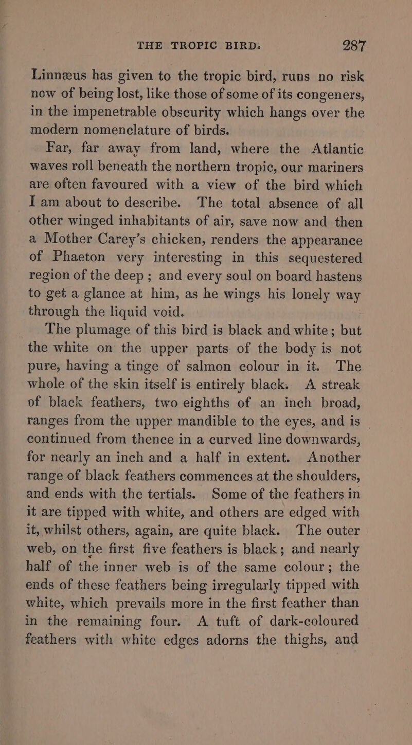 Linneus has given to the tropic bird, runs no risk now of being lost, like those of some of its congeners, in the impenetrable obscurity which hangs over the modern nomenclature of birds. Far, far away from land, where the Atlantic waves roll beneath the northern tropic, our mariners are often favoured with a view of the bird which Iam about to describe. The total absence of all other winged inhabitants of air, save now and then a Mother Carey’s chicken, renders the appearance of Phaeton very interesting in this sequestered region of the deep ; and every soul on board hastens to get a glance at him, as he wings his lonely way through the liquid void. The plumage of this bird is black and white; but the white on the upper parts of the body is not pure, having a tinge of salmon colour in it. The whole of the skin itself is entirely black. A streak of black feathers, two eighths of an inch broad, ranges from the upper mandible to the eyes, and is _ continued from thence in a curved line downwards, for nearly an inch and a half in extent. Another range of black feathers commences at the shoulders, and ends with the tertials. Some of the feathers in it are tipped with white, and others are edged with it, whilst others, again, are quite black. The outer web, on the first five feathers is black; and nearly half of the inner web is of the same colour; the ends of these feathers being irregularly tipped with white, which prevails more in the first feather than in the remaining four. &lt;A tuft of dark-coloured feathers with white edges adorns the thighs, and