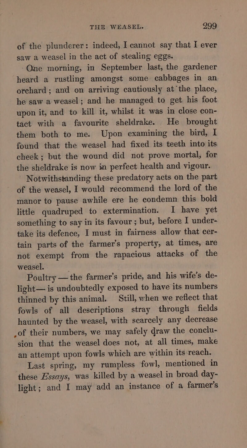 of the plunderer: indeed, I cannot say that I ever saw a weasel in the act of stealing eggs. -One morning, in September last, the gardener heard a rustling amongst some cabbages in an orchard; and on arriving cautiously at the place, he saw a weasel; and he managed to get his foot upon it, and to kill it, whilst it was in close con- tact with a favourite sheldrake. He brought them both to me. Upon examining the bird, I found that the weasel had fixed its teeth into its cheek ; but the wound did not prove mortal, for the sheldrake is now in perfect health and vigour. Notwithstanding these predatory acts on the part of the weasel, I would recommend the lord of the manor to pause awhile ere he condemn this bold little quadruped to extermination. I have yet something to say in its favour ; but, before I under- take its defence, I must in fairness allow that cer- tain parts of the farmer’s property, at times, are not exempt from the rapacious attacks of the weasel. Poultry — the farmer’s pride, and his wife’s de- light — is undoubtedly exposed to have its numbers thinned by this animal. Still, when we reflect that fowls of all descriptions stray through fields haunted by the weasel, with scarcely any decrease of their numbers, we may safely draw the conclu- sion that the weasel does not, at all times, make an attempt upon fowls which are within its reach. Last spring, my rumpless fowl, mentioned in these Essays, was killed by a weasel in broad day- light; and I may add an instance of a farmer’s