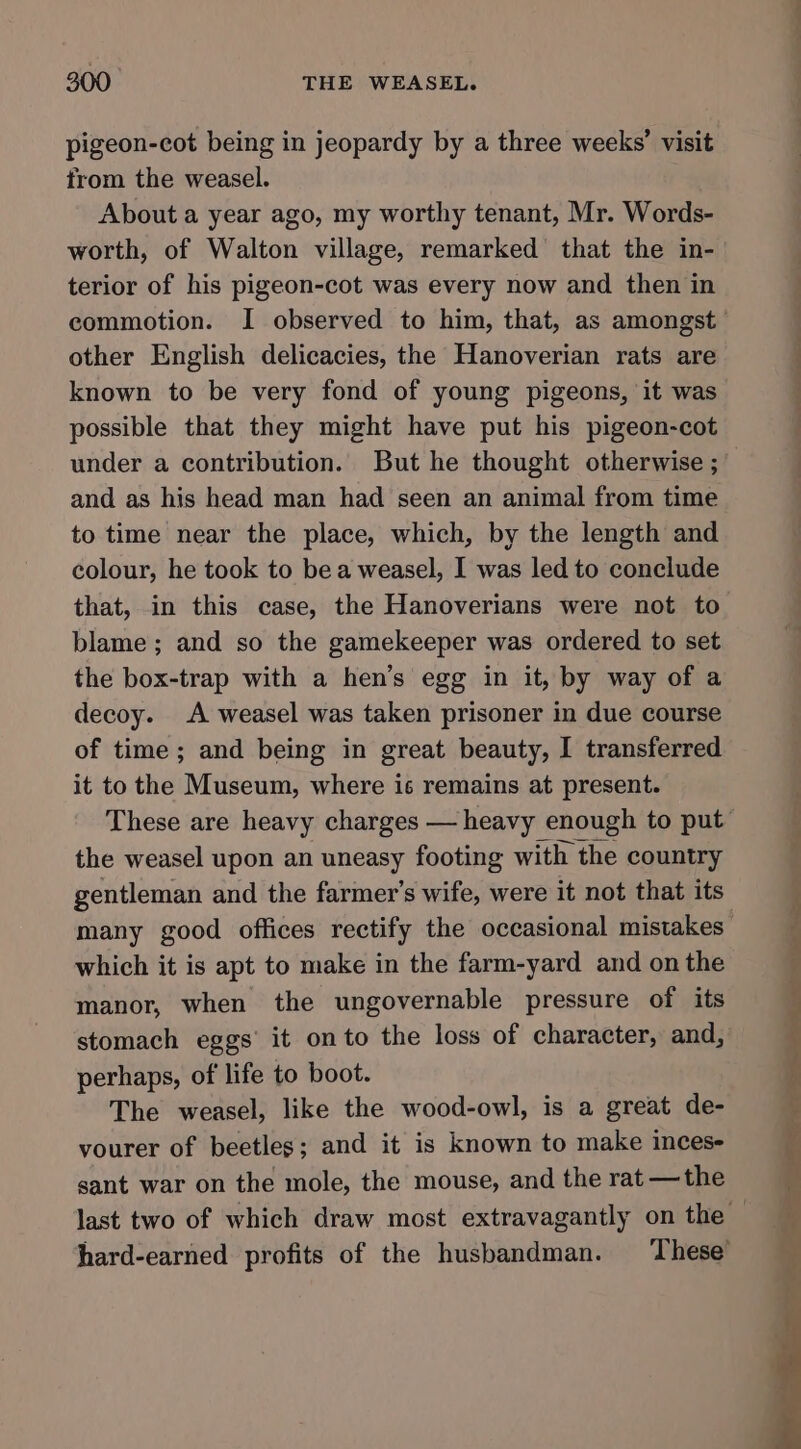 pigeon-cot being in jeopardy by a three weeks’ visit from the weasel. About a year ago, my worthy tenant, Mr. Words- worth, of Walton village, remarked that the in- terior of his pigeon-cot was every now and then in other English delicacies, the Hanoverian rats are known to be very fond of young pigeons, it was possible that they might have put his pigeon-cot under a contribution. But he thought otherwise ; and as his head man had seen an animal from time to time near the place, which, by the length and colour, he took to be a weasel, I was led to conclude that, in this case, the Hanoverians were not to blame; and so the gamekeeper was ordered to set the box-trap with a hen’s egg in it, by way of a decoy. A weasel was taken prisoner in due course of time; and being in great beauty, I transferred it to the Museum, where is remains at present. the weasel upon an uneasy footing with the country gentleman and the farmer's wife, were it not that its many good offices rectify the occasional mistakes which it is apt to make in the farm-yard and on the manor, when the ungovernable pressure of its stomach eggs’ it on to the loss of character, and, perhaps, of life to boot. The weasel, like the wood-owl, is a great de- vourer of beetles; and it is known to make inces- sant war on the mole, the mouse, and the rat —the eo ee a ' a ee es. =a Sn n&gt; a “ = a