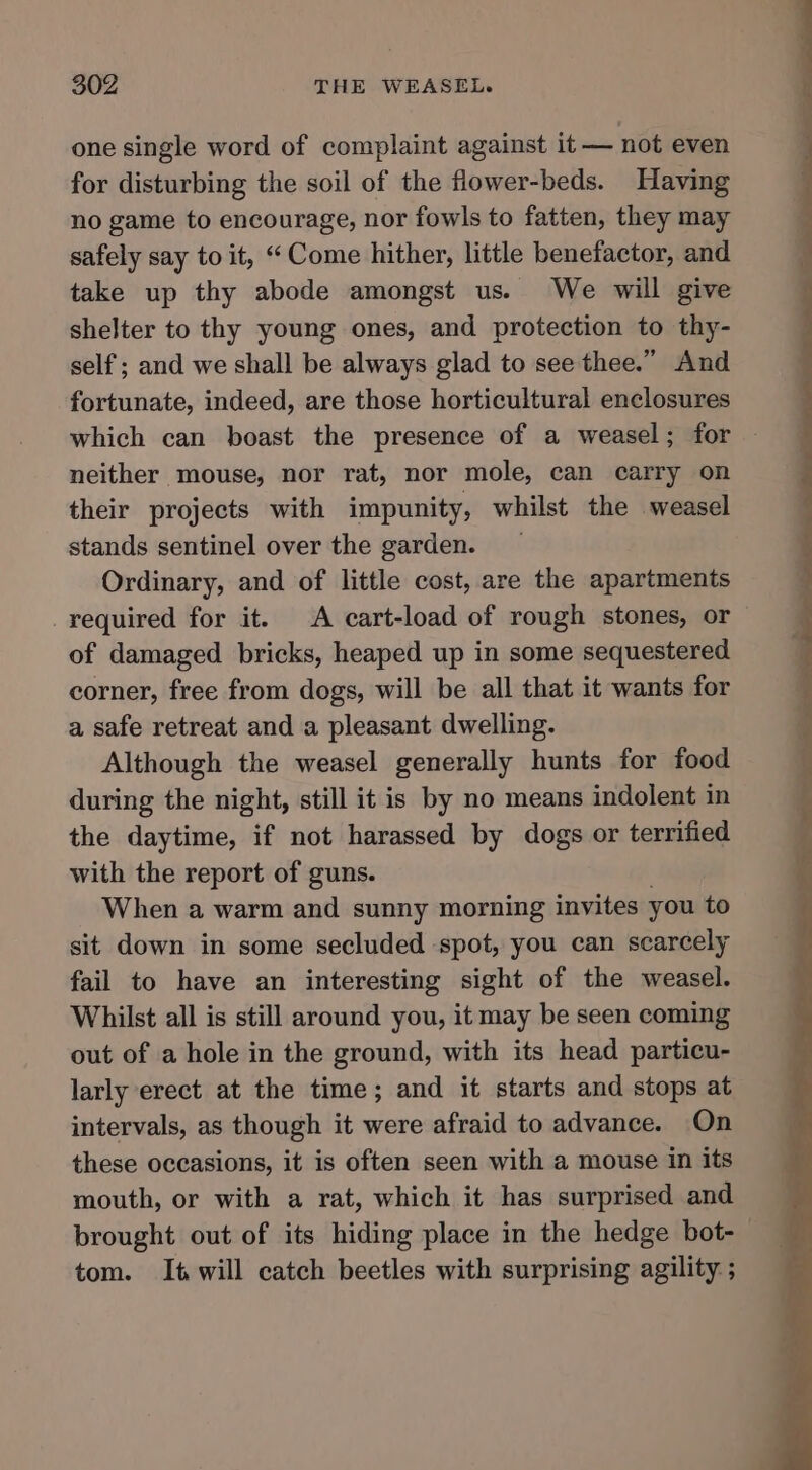 one single word of complaint against it — not even for disturbing the soil of the flower-beds. Having no game to encourage, nor fowls to fatten, they may safely say to it, “Come hither, little benefactor, and take up thy abode amongst us. We will give shelter to thy young ones, and protection to thy- self ; and we shall be always glad to see thee.” And fortunate, indeed, are those horticultural enclosures which can boast the presence of a weasel; for — neither mouse, nor rat, nor mole, can carry on their projects with impunity, whilst the weasel stands sentinel over the garden. Ordinary, and of little cost, are the apartments required for it. A cart-load of rough stones, or of damaged bricks, heaped up in some sequestered corner, free from dogs, will be all that it wants for a safe retreat and a pleasant dwelling. Although the weasel generally hunts for food during the night, still it is by no means indolent in the daytime, if not harassed by dogs or terrified with the report of guns. When a warm and sunny morning invites you to sit down in some secluded spot, you can scarcely fail to have an interesting sight of the weasel. Whilst all is still around you, it may be seen coming out of a hole in the ground, with its head particu- larly erect at the time; and it starts and stops at intervals, as though it were afraid to advance. On these occasions, it is often seen with a mouse in its mouth, or with a rat, which it has surprised and brought out of its hiding place in the hedge bot- tom. It will catch beetles with surprising agility ;