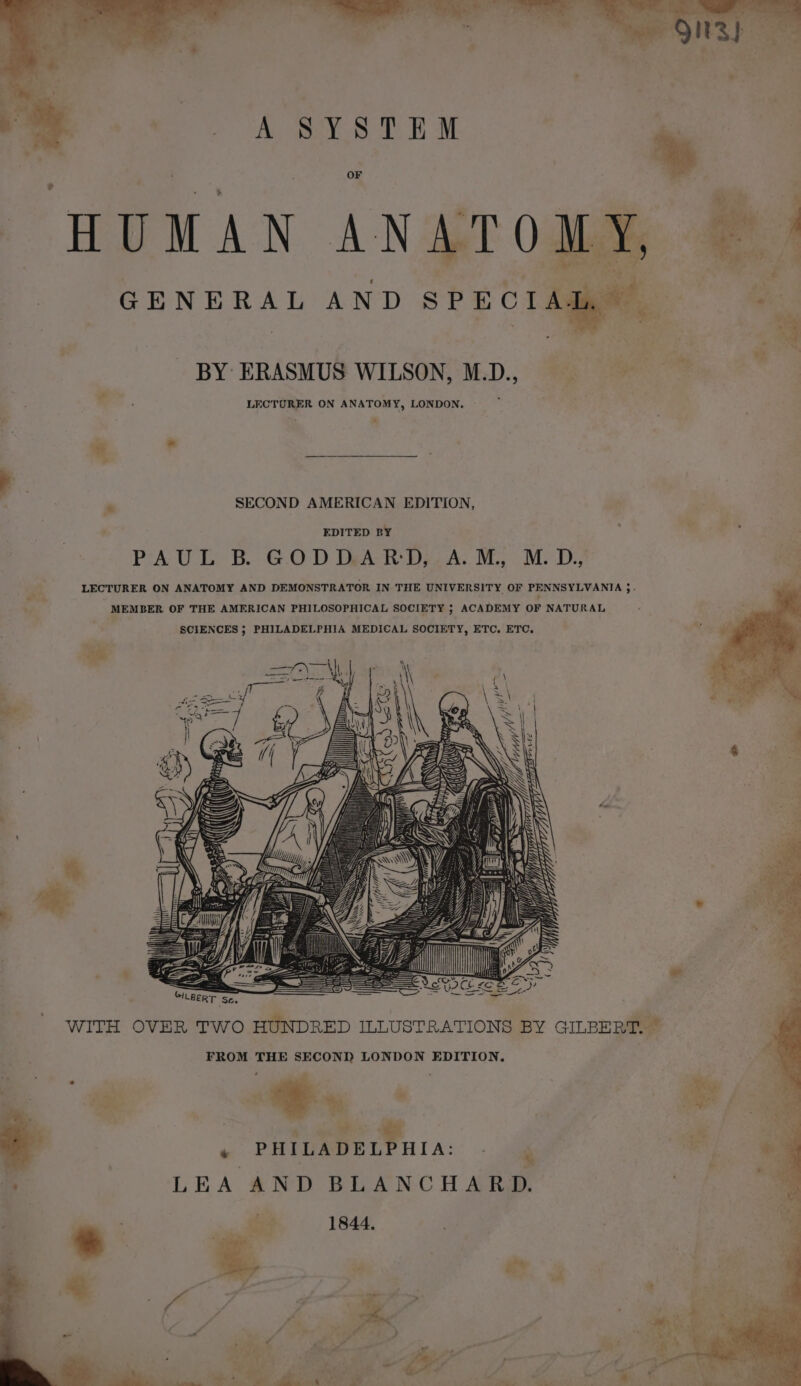 A SYSTEM OF HUMAN ANATOMY GENERAL AND SPECIAI, . BY ERASMUS WILSON, M.D., LECTURER ON ANATOMY, LONDON, - SECOND AMERICAN EDITION, EDITED BY PAUL B. -G.0-'D DeA-R Dez A. MM MoD LECTURER ON ANATOMY AND DEMONSTRATOR IN THE UNIVERSITY OF PENNSYLVANIA ;. MEMBER OF THE AMERICAN PHILOSOPHICAL SOCIETY ; ACADEMY OF NATURAL SCIENCES ; PHILADELPHIA MEDICAL SOCIETY, ETC, ETC, Tk 4 ‘ b 7 To ily Me Ay f : 7 q | | WITH OVER TWO HUNDRED ILLUSTRATIONS BY GILBERT. ~ FROM THE SECOND LONDON EDITION, : aes * R SET OPA T A: , os LEA AND BLANCHARD. | 1844. Fi