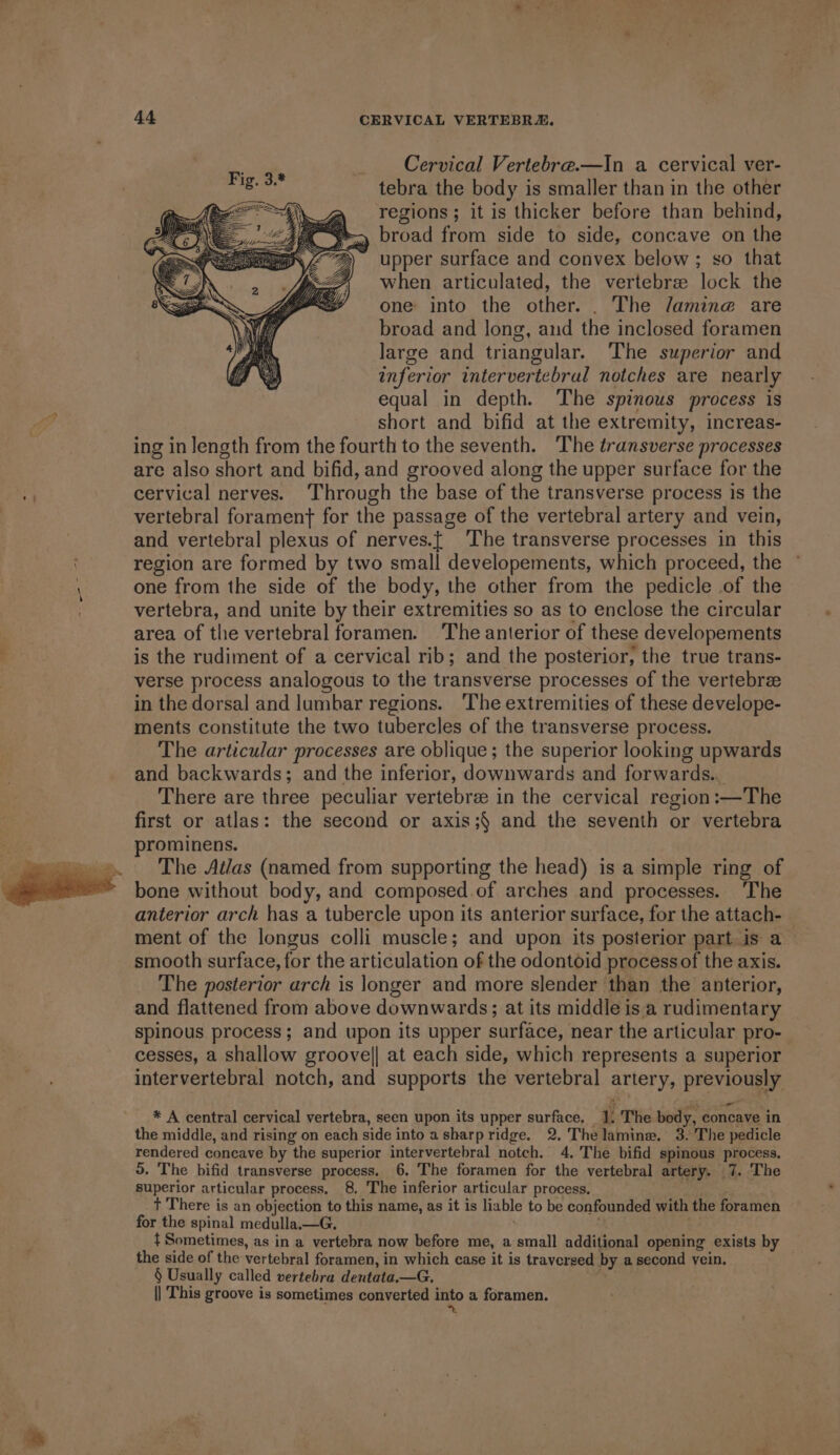 Cervical Vertebre.—In a cervical ver- tebra the body is smaller than in the other regions; it is thicker before than behind, broad from side to side, concave on the upper surface and convex below; so that when articulated, the vertebree lock the one into the other. . The /amin@ are broad and long, and the inclosed foramen large and triangular. The superior and inferior intervertebral notches are nearly equal in depth. The spinous process is short and bifid at the extremity, increas- ing in length from the fourth to the seventh. The transverse processes are also short and bifid, and grooved along the upper surface for the cervical nerves. Through the base of the transverse process is the vertebral forament for the passage of the vertebral artery and vein, and vertebral plexus of nerves.{ The transverse processes in this region are formed by two small developements, which proceed, the \ one from the side of the body, the other from the pedicle of the ; vertebra, and unite by their extremities so as to enclose the circular area of the vertebral foramen. The anterior of these developements is the rudiment of a cervical rib; and the posterior, the true trans- verse process analogous to the transverse processes of the vertebrz in the dorsal and lumbar regions. ‘The extremities of these develope- ments constitute the two tubercles of the transverse process. The articular processes are oblique; the superior looking upwards and backwards; and the inferior, downwards and forwards.. There are three peculiar vertebre in the cervical region:—The first or atlas: the second or axis;§ and the seventh or vertebra prominens. The Atlas (named from supporting the head) is a simple ring of bone without body, and composed. of arches and processes. ‘The anterior arch has a tubercle upon its anterior surface, for the attach- ment of the longus colli muscle; and upon its posterior part is a smooth surface, for the articulation of the odontoid process of the axis. The posterior arch is longer and more slender than the anterior, and flattened from above downwards; at its middle is a rudimentary spinous process; and upon its upper surface, near the articular pro- cesses, a shallow groovel] at each side, which represents a superior intervertebral notch, and supports the vertebral artery, previously * A central cervical vertebra, seen upon its upper surface. 1. The body, concave in the middle, and rising on each side into a sharp ridge. 2. The lamine. 3. The pedicle rendered concave by the superior intervertebral notch. 4. The bifid spinous process, 5. The bifid transverse process. 6, The foramen for the vertebral artery. 7. The superior articular process, 8. The inferior articular process. t There is an objection to this name, as it is liable to be confounded with the foramen for the spinal medulla.—G. P. | { Sometimes, as in a vertebra now before me, a small additional opening exists by the side of the vertebral foramen, in which case it is traversed by a second vein. § Usually called vertebra dentata.—G, || This groove is sometimes converted into a foramen. at 9