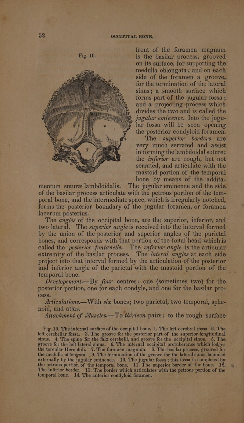 front of the foramen magnum Fig. 10. ‘is the basilar process, grooved ) on its surface, for supporting the medulla oblongata; and on each side of the foramen a groove, for the termination of the lateral sinus; a smooth surface which forms part of the jugular fossa ; and a projecting process which divides the two and is called the jugular eminence. Into the jugu- lar fossa will be seen opening the posterior condyloid foramen. The superior borders are very much serrated and assist in forming the lambdoidal suture; the inferior are rough, but not serrated, and articulate with the mastoid portion of the temporal bone by means of the addita- mentum suture lambdoidalis. ‘The jugular eminence and the side of the basilar process articulate with the petrous portion of the tem- poral bone, and the intermediate space, which is irregularly notched, forms the posterior boundary of the jugular foramen, or foramen lacerum posterius. The angles of the occipital bone, are the superior, inferior, and two lateral. The superior angle is received into the interval formed by the union of the posterior and superior angles of the parietal bones, and corresponds with that portion of the foetal head which is called the posterior fontanelle. ‘The inferior angle is the articular extremity of the basilar process. The lateral angles at each side project into that interval formed by the articulation of the posterior and inferior angle of the parietal with the mastoid portion of the - temporal bone. y Developement.—By four centres; one (sometimes two) for the posterior portion, one for each condyle, and one for the basilar pro- cess. Articulations.—W ith siz bones; two parietal, two temporal, sphe- noid, and atlas. ; , | Attachment of Muscles.—To thirteen pairs ; to the rough surface Fig. 10. The internal surface of the occipital bone. 1. The left cerebral fossa. 2. The left cerebellar fossa. 3.The groove for the posterior part of the superior longitudinal sinus. 4, The spine for the falx cerebelli, and groove for the occipital sinus. 5. The groove for the left lateral sinus, 6. 'The internal occipital protuberance which lodges the torcular Herophili. 7. The foramen magnum. 8. The basilar process, grooved for the medulla oblongata. .9. The termination of the groove for the lateral sinus, bounded externally by the jugular eminence. 10. The jugular fossa ; this fossa is completed by the petrous portion of the temporal bone, 11. 'The superior border of the bone. 12, The inferior border. 13, The border which articulates with the petrous portion of the temporal bone, 14, The anterior condyloid foramen. | .