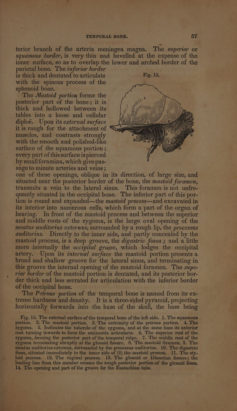terior branch of the arteria meningea magna. The superior or squamous border, is very thin and bevelled at the expense of the inner surface, so as to overlap the lower and arched border of the parietal bone. The inferior border is thick and dentated to articulate with the spinous process of the sphenoid bone. The Mastoid portion forms the posterior part of the bone; it is thick and hollowed between its tables into a loose and cellular diploé. Upon its external surface it is rough for the attachment of muscles, and contrasts strongly with the smooth and polished-like surface of the squamous portion ; every part of this surface is pierced by small foramina, which give pas- sage to minute arteries and veins ; one of these openings, oblique in its direction, of large size, and situated near the posterior border of the bone, the mastoid foramen, transmits a vein to the lateral sinus. This foramen is not unfre- quently situated in the occipital bone. The inferior part of this por- tion is round and expanded—the mastoid process—and excavated in its interior into numerous cells, which form a part of the organ of hearing. In front of the mastoid process and between the superior and middle roots of the zygoma, is the large oval opening of the meatus auditorius externus, surrounded by a rough lip, the processus auditorius. Directly to the inner side, and partly concealed by the mastoid process, is a deep groove, the digastric fossa ; and a little more internally the occipital groove, which lodges the occipital artery. Upon its internal surface the mastoid portion presents a broad and shallow groove for the lateral sinus, and terminating in rior border of the mastoid portion is dentated, and its posterior bor- der thick and less serrated for articulation with the inferior border of the occipital bone. The Petrous portion of the temporal bone is named from its ex- treme hardness and density. It is a three-sided pyramid, projecting horizontally forwards into the base of the skull, the base being Fig. 15. The external surface of the temporal bone of the left side. 1. The squamous portion. 2. The mastoid portion. 3. The extremity of the petrous portion. 4. The zygoma. 9. Indicates the tubercle of the zygoma, and at the same time its anterior root turning inwards to form the eminentia articularis. 6. The superior root of the zygoma, forming the posterior part of the temporal ridge. 7. The middle root of the zygoma terminating abruptly at the glenoid fissure. 8. The mastoid foramen. 9. The meatus auditorius externus, surrounded by the processus auditorius. 10. The digastric fossa, situated immediately to the inner side of (2) the mastoid process. 11. The sty- loid process. 12, The vaginal process, 13. The glenoid or Glaserian fissure; the leading line from this number crosses the rough posterior portion of the glenoid fossa. 14, The opening and part of the groove for the Eustachian tube.