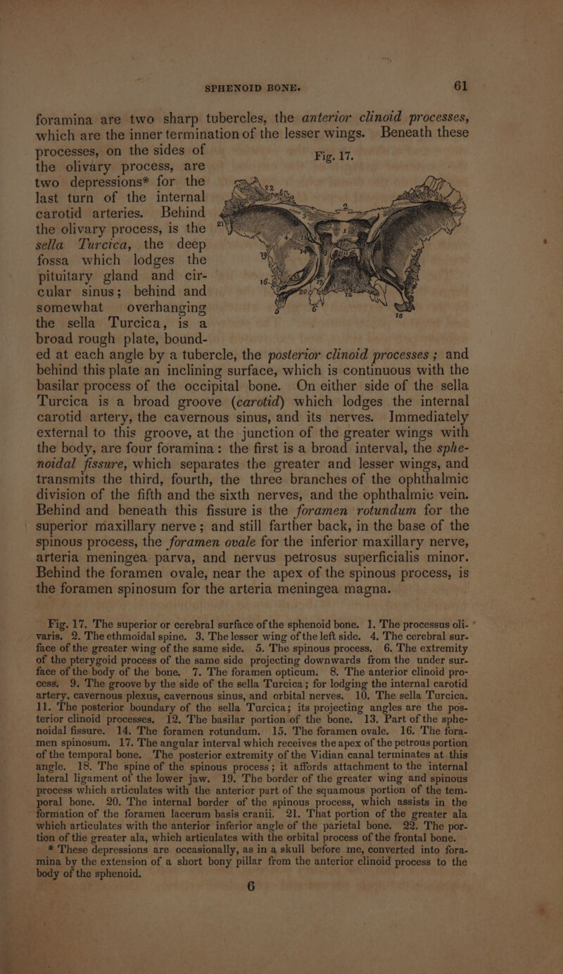 “aaa * _ 7 SPHENOID BONE. 61 foramina are two sharp tubercles, the anterior clinoid processes, which are the inner termination of the lesser wings. Beneath these processes, on the sides of Fig. 17. the olivary process, are two depressions* for the last turn of the internal carotid arteries. Behind the olivary process, is the sella Turcica, the deep fossa which lodges the pituitary gland and cir- cular sinus; behind and somewhat — overhanging the sella Turcica, is a broad rough plate, bound- ed at each angle by a tubercle, the posterior clinoid processes ; and behind this plate an inclining surface, which is continuous with the basilar process of the occipital bone. On either side of the sella Turcica is a broad groove (carotid) which lodges the internal carotid artery, the cavernous sinus, and its nerves. Immediately external to this groove, at the junction of the greater wings with the body, are four foramina: the first is a broad interval, the sphe- noidal fissure, which separates the greater and lesser wings, and transmits the third, fourth, the three branches of the ophthalmic division of the fifth and the sixth nerves, and the ophthalmic vein. Behind and beneath this fissure is the foramen rotundum for the superior maxillary nerve; and still farther back, in the base of the spinous process, the foramen ovale for the inferior maxillary nerve, arteria meningea: parva, and nervus petrosus superficialis minor. Behind the foramen ovale, near the apex of the spinous process, is the foramen spinosum for the arteria meningea magna. Fig. 17. The superior or cerebral surface of the sphenoid bone. 1. The processus oli- varis. 2. The ethmoidal spine. 3. The lesser wing of the left side. 4. 'The cerebral sur- face of the greater wing of the same side. 5. The spinous process. 6. The extremity of the pterygoid process of the same side projecting downwards from the under sur- face of the body of the bone. 7. The foramen opticum. 8. The anterior clinoid pro- cess. 9, The groove by the side of the sella Turcica; for lodging the internal carotid artery, cavernous plexus, cavernous sinus, and orbital nerves. 10, The sella Turcica. 1l. The posterior boundary of the sella Turcica; its projecting angles are the pos- terior clinoid processes. 12, The basilar portion of the bone. 13. Part of the sphe- noidal fissure. 14. The foramen rotundum. 15. The foramen ovale. 16. The fora- men spinosum. 17. The angular interval which receives the apex of the petrous portion of the temporal bone. The posterior extremity of the Vidian canal terminates at. this angle. 18. The spine of the spinous process; it affords attachment to the internal lateral ligament of the lower jaw. 19. The border of the greater wing and spinous process which articulates with the anterior part of the squamous portion of the tem. poral bone. 20. The internal border of the spinous process, which assists in the which articulates with the anterior inferior angle of the parietal bone. 22. The por- tion of the greater ala, which articulates with the orbital process of the frontal bone. - * These depressions are occasionally, as in a skull before me, converted into fora- mina by the extension of a short bony pillar from the anterior clinoid process to the body of the sphenoid. 6