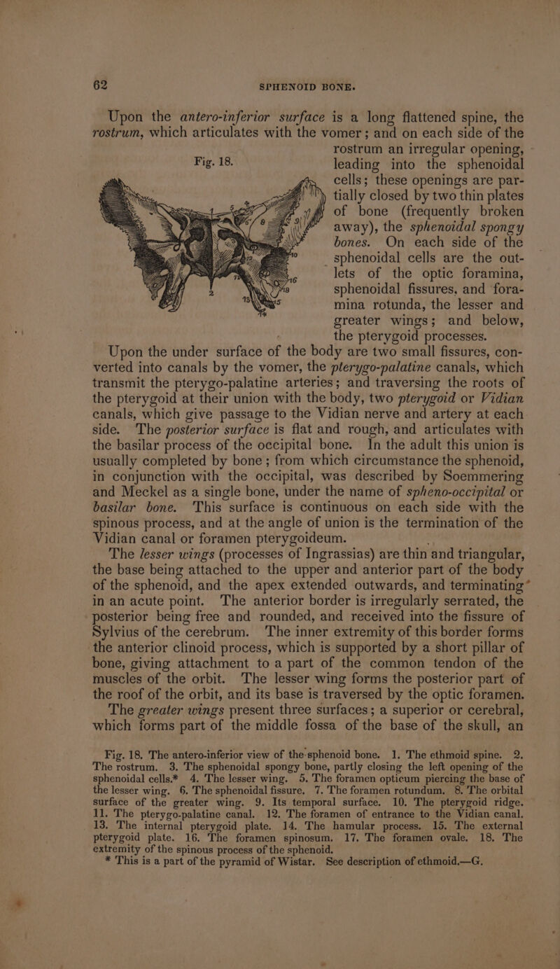 Upon the antero-inferior surface is a long flattened spine, the rostrum, which articulates with the vomer; and on each side of the rostrum an irregular opening, - Fig. 18. leading into the sphenoidal cells; these openings are par- tially closed by two thin plates of bone (frequently broken away), the sphenoidal spongy bones. On each side of the _sphenoidal cells are the out- lets of the optic foramina, sphenoidal fissures, and fora- mina rotunda, the lesser and greater wings; and below, the pterygoid processes. Upon the under surface of the body are two small fissures, con- verted into canals by the vomer, the pterygo-palatine canals, which transmit the pterygo-palatine arteries; and traversing the roots of the pterygoid at their union with the body, two pterygoid or Vidian canals, which give passage to the Vidian nerve and artery at each side. The posterior surface is flat and rough, and articulates with the basilar process of the occipital bone. In the adult this union is usually completed by bone ; from which circumstance the sphenoid, in conjunction with the occipital, was described by Soemmering and Meckel as a single bone, under the name of spheno-occipital or basilar bone. ‘This surface is continuous on each side with the spinous process, and at the angle of union is the termination of the Vidian canal or foramen pterygoideum. : The lesser wings (processes of Ingrassias) are thin and triangular, the base being attached to the upper and anterior part of the body of the sphenoid, and the apex extended outwards, and terminating * in an acute point. The anterior border is irregularly serrated, the posterior being free and rounded, and received into the fissure of Sylvius of the cerebrum. The inner extremity of this border forms the anterior clinoid process, which is supported by a short pillar of bone, giving attachment to a part of the common tendon of the muscles of the orbit. The lesser wing forms the posterior part of the roof of the orbit, and its base is traversed by the optic foramen. The greater wings present three surfaces; a superior or cerebral, which forms part of the middle fossa of the base of the skull, an Fig. 18. The antero-inferior view of the-sphenoid bone. 1. The ethmoid spine. 2, The rostrum. 3. The sphenoidal spongy bone, partly closing the left opening of the sphenoidal cells.* 4. The lesser wing. 5. 'The foramen opticum piercing the base of the lesser wing. 6. The sphenoidal fissure. 7.'The foramen rotundum. 8. The orbital surface of the greater wing. 9. Its temporal surface. 10. The pterygoid ridge. 11. The pterygo-palatine canal. 12. The foramen of entrance to the Vidian canal. 13. The internal pterygoid plate. 14. The hamular process. 15, The external pterygoid plate. 16. The foramen spinosum. 17. The foramen ovale. 18. The extremity of the spinous process of the sphenoid. * This is a part of the pyramid of Wistar. See description of ethmoid.—G.