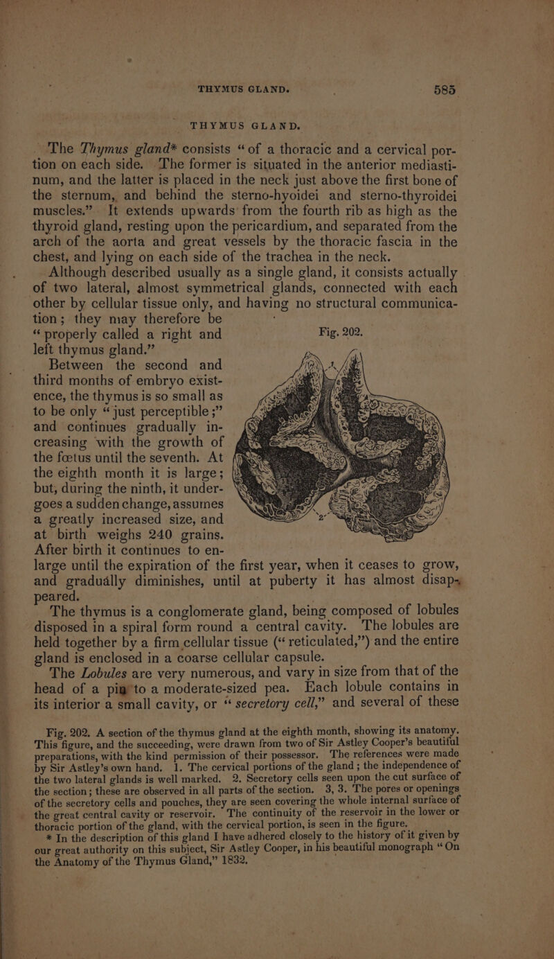 THYMUS GLAND. _ The Thymus gland* consists “of a thoracic and a cervical por- tion on each side. ‘The former is situated in the anterior mediasti- num, and the latter is placed in the neck just above the first bone of the sternum, and behind the sterno-hyoidei and sterno-thyroidei muscles.” It extends upwards’ from the fourth rib as high as the thyroid gland, resting upon the pericardium, and separated from the arch of the aorta and great vessels by the thoracic fascia in the chest, and lying on each side of the trachea in the neck. Although described usually as a single gland, it consists actually . of two lateral, almost symmetrical glands, connected with each tion; they may therefore be “ properly called a right and Fig. 202. left thymus gland.” Between the second and third months of embryo exist- ence, the thymus is so small as to be only “just perceptible ;” and continues gradually in- creasing with the growth of the foetus until the seventh. At the eighth month it is large; but, during the ninth, it under- goes a sudden change, assumes a greatly increased size, and at birth weighs 240 grains. After birth it continues to en- large until the expiration of the first year, when it ceases to grow, and gradually diminishes, until at puberty it has almost disap peared. : | The thymus is a conglomerate gland, being composed of lobules held together by a firm cellular tissue (‘ reticulated,”) and the entire gland is enclosed in a coarse cellular capsule. _ The Lobules are very numerous, and vary in size from that of the head of a pig’to a moderate-sized pea. Each lobule contains in its interior a small cavity, or ‘secretory cell,” and several of these Fig. 202. A section of the thymus gland at the eighth month, showing its anatomy. This figure, and the succeeding, were drawn from two of Sir Astley Cooper’s beautiful preparations, with the kind permission of their possessor. The references were made by Sir Astley’s own hand. 1. The cervical portions of the gland ; the independence of the two lateral glands is well marked. 2. Secretory cells seen upon the cut surface of the section; these are observed in all parts of the section. 3, 3. The pores or openings of the secretory cells and pouches, they are seen covering the whole internal surface of the great central cavity or reservoir, The continuity of the reservoir in the lower or thoracic portion of the gland, with the cervical portion, is seen In the figure. * In the description of this gland I have adhered closely to the history of it given by our great authority on this subject, Sir Astley Cooper, in his beautiful monograph “ On the Anatomy of the Thymus Gland,” 1832,