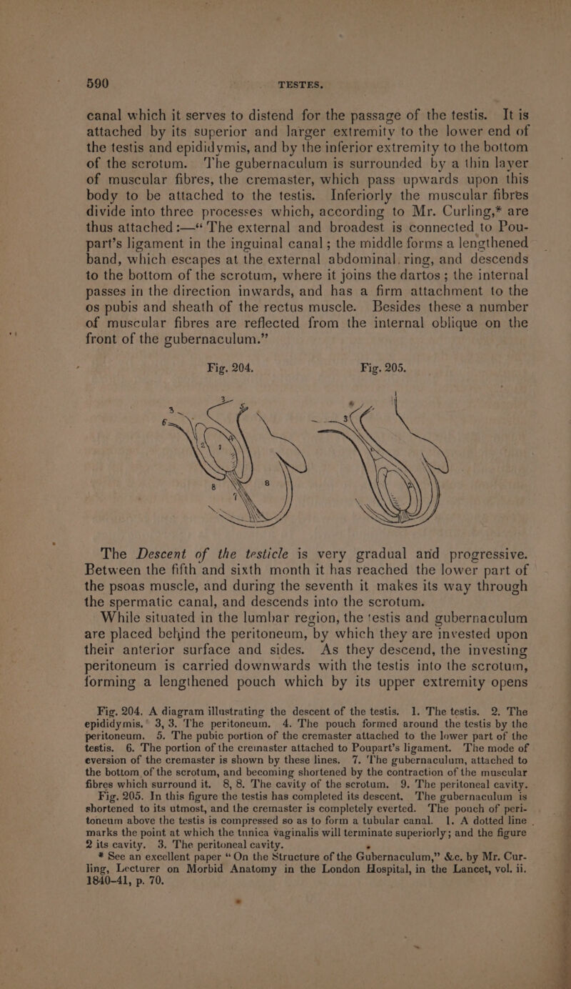 canal which it serves to distend for the passage of the testis. It is attached by its superior and larger extremity to the lower end of the testis and epididymis, and by the inferior extremity to the bottom of the scrotum. The gubernaculum is surrounded by a thin layer of muscular fibres, the cremaster, which pass upwards upon this body to be attached to the testis. Inferiorly the muscular fibres divide into three processes which, according to Mr. Curling,* are thus attached :—* The external and broadest is connected to Pov- part’s ligament in the inguinal canal; the middle forms a lengthened band, which escapes at the external abdominal, ring, and descends to the bottom of the scrotum, where it joins the dartos ; the internal passes in the direction inwards, and has a firm attachment to the os pubis and sheath of the rectus muscle. Besides these a number of muscular fibres are reflected from the internal oblique on the front of the gubernaculum.” The Descent of the testicle is very gradual and progressive. Between the fifth and sixth month it has reached the lower part of the psoas muscle, and during the seventh it makes its way through the spermatic canal, and descends into the scrotum. While situated in the lumbar region, the testis and gubernaculum are placed behind the peritoneum, by which they are invested upon their anterior surface and sides. As they descend, the investing peritoneum is carried downwards with the testis into the scrotum, forming a lengthened pouch which by its upper extremity opens Fig. 204. A diagram illustrating the descent of the testis. 1. The testis. 2. The epididymis,’ 3,3. The peritoneum. 4. The pouch formed around the testis by the peritoneum. 5. The pubic portion of the cremaster attached to the lower part of the testis. 6. The portion of the cremaster attached to Poupart’s ligament. The mode of eversion of the cremaster is shown by these lines. 7. ‘The gubernaculum, attached to the bottom of the scrotum, and becoming shortened by the contraction of the muscular fibres which surround it. 8, 8. The cavity of the scrotum. 9, The peritoneal cavity. Fig. 205. In this figure the testis has completed its descent. The gubernaculum is shortened to its utmost, and the cremaster is completely everted. ‘The pouch of peri- marks the point at which the tunica vaginalis will terminate superiorly; and the figure 2 its cavity. 3. The peritoneal cavity. * See an excellent paper “ On the Structure of the Gubernaculum, ” &amp;c. by Mr. Cur- Jing, Lecturer on Morbid Anatomy in the London Hospital, in the Lancet, vol. ii. 1840-41, p. 70.