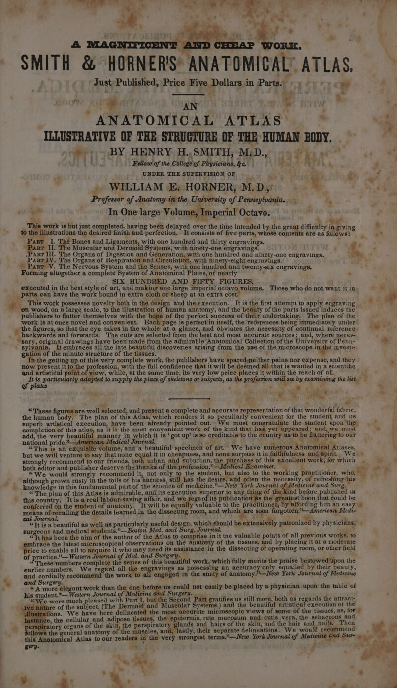 A MAGNIFICENT J “WORK. SMITH &amp; HORNER'S: ANATOMICAL” ATLAS, Just Published, Price Five Dollars in Parts. a ~ ‘ rv EET Op. Sis eee teri? | ANATOMICAL ATLAS. ‘ ‘a ILLUSTRATIVE OF THE STRUCTURE OF THE HUMAN BODY. Wy) &gt; BY, HENRY, H., SMITH -MgD.,) 94 2 py ot bw. Fellow of the College of Physicians, §e + h &amp; q MOTT bh i Ads ar » WILLIAM Ey HORNER, M.D, ‘i Professor of Anatomy in the University of Pennsylvania. - we In One large Volume, Imperial Octavo. 6 * G ‘ &lt; ‘ €, . 7. work 1s but just completed, having been delayed over the time intended by the great difficulty Mehiving $ to the illustrations the desired finish and perfection. * It consists of five parts, whose contents are as follows: a ’ Part I. The Bones and Ligaments, with one hundred and thirty engravings. ‘Parr II. The Muscular and Dermoid Systems, with ninety-one engravings. Ey i. . Part III. The Organs of Digestion and Generation, with one hundred and ninety-one engravings. ° we PartIV. The Organs of Respiration and Circulation, with ninety-eight engravings. ~. Part V. The Nervous System and the Senses, with one hundred and twenty-six engravings. Forming altogether a complete System of Anatomical Plates, of nearly - SIX HUNDRED AND FIFTY. FIGURES, | executed in the best style of art, and making one large imperial octavo volume. Those who do not want jt in &amp; _ parts can have the work bound in extra cloth or sheep at an extra cost. ; ; at ¥. _ This work possesses novelty both in the design and the execution. It is the first attempt to apply engraving — 9s ~ on wood, on a large scale, to the illustration of human anatomy, and the beauty of the parts issued induces the publishers to flatter themselves with the hope of the perfect success of their undertaking. The plan of the work is at once novel and convenient. Each page is perfect in itself, the references being immediately under or r the figures, so that the eye takes in the whole at a glance, and obviates the. necessity of continual reference “7 . backwards and forwards. The cuts are selected from the best and most accurate sources; and, where neces- “sary, original drawings have been made from the admirable Anatomical Collection of the University of Penn- + ' sylyania. It embraces all the late beautiful discoveries arising from the use of the microscope inggpe investi- gation of the minute structure of the tissues. ate “a eis, oe the getting up of this very complete work, the publishers have sparedmeither pains nor expense, and they now present it to the profession, with the full confidence that it will be deémed all that is wanted in a scientific and artistical point of yiew, while, at the same time, its very low price places it within the reach of all, ~ , Itis particularly adapted to supply the place of skeletons or subjects, as the profession will see by examining the list of plates me | et et, a a ee apis . te a yey © ss a +“ y . 5S bad “These figures are well selected, and present a complete and accurate representation of that wonderful fabrie, the human body. The plan of this Atlas, which renders it so peculiarly convenient for the student, and its superb artistical execution, have been already pointed out. We must congratulate the student upon the | — wy completion of this atlas, as itis the most convenient work of the kind that hae yet appeared; and, we must * add, the very beautiful manner in which it is ‘got up’ is so creditable to the ountry as'to be flattering to our national pride.”—American Medical Jowrnal. Ne ‘ ash gah ge } alee aa, ee “This is an exquisite volume, and a beautiful specimen of art. We have numerous Anatomical Atlases, but we will venture to say that none eae it in cheapness, and none surpass it in faithfulness and spirit. We » strongly recommend to our friends, both urban and suburban, the purchase of this excellent work, for which , ” . both editor and publisher deserve the thanks of the profession.”—Medical Examiner, om 7. a “We would strongly recommend it, not only to the student, but also to the working practitioner, who, _ ough grown rusty in the toils of his harness, still has the desire, and often the necessity, of refreshing his sae fk in this fcademensal part of the science of meditine.—New York Journal of Medicine and i “The plan of this Atlas is admirable, and its execution superior to any. thing of the kind before published im this country. It is a real labour-saving affair, and we regard its publication @s the greatest boon that could be conferred on the student of anatomy. It will be equally valuable to the practitioner, by affording him an easy » means of recalling the details learned in the dissecting room, and which are soon forgotten.”—American Med- ‘ournal. » . Crt e Yer, - ~ aren a beautiful as well-as particularly useful design, which should be. extensively patronized by physicians, surgeons and medical students.”— Boston Med. and Surg. Journal, “Jt has been the aim of the author of the Atlas to comprise init the valuable points of all previous works, to brace the latest microscopical observations on the anatomy of the tissues, and by placing it at a moderate Bice to enable all to acquire it who may need its assistance in the dissecting or operating room, or other field of practice.” — Western Journal of Med. and Surgery. 6 These numbers complete the series of this beautiful work, which fully merits the praise bestowed'upon the earlier numbers. We regard all the engravings as possessing an accnracy only equalled by their beauty, and cordially recommend the work to a engaged in the study of anatomy.”—New York Journal of Medicine neles more ¢legant work than the one befagpam: could not easily be placed by a physician upon the table of i ee ree . . 7 : 41 é he, We were Hach pleased with Part I, but the Second Part gratifies us still more, both as regards the attract- ature of the subject, (The Dermoid and Muscular Systems,) and the beautiful artistical execution of the S = ma &lt; = fa) E &lt; @ = C) fa) Qa @ ar =] fy) $9 os oO s=*) &gt; G 8 Rn ~ ps ° Ss 7 ey ry E C 4 =) an a o = fe} &lt; = 2 mn ° mn nm o 5 @® ° baal , -_ o = DB a ® = S = S 4 - ever &gt; oreans of the skin, the perspirato Jands and hairs of the skin, and the hair and nails. Then ” alos Aa, sreral agit of the ha ‘bak snastly, their separate delineations. We would recommend . gery. is . Oe % es ie ar Se : . ie ie : . a