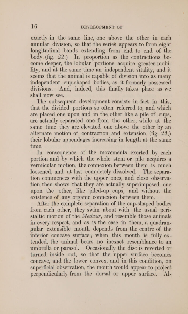 exactly in the same line, one above the other in each annular division, so that the series appears to form eight longitudinal bands extending from end to end of the body (fig. 22.) In proportion as the contractions be- come deeper, the lobular portions acquire greater mobi- lity, and at the same time an independent vitality, and it seems that the animal is capable of division into as many independent, cup-shaped bodies, as it formerly possessed divisions. And, indeed, this finally takes place as we shall now see. The subsequent development consists in fact in this, that the divided portions so often referred to, and which are placed one upon and in the other like a pile of cups, are actually separated one from the other, while at the same time they are elevated one above the other by an alternate motion of contraction and extension (fig. 23,) their lobular appendages increasing in length at the same time. In consequence of the movements exerted by each portion and by which the whole stem or pile acquires a vermicular motion, the connexion between them is much loosened, and at last completely dissolved. The separa- tion commences with the upper ones, and close observa- tion then shows that they are actually superimposed one upon the other, like piled-up cups, and without the existence of any organic connexion between them. After the complete separation of the cup-shaped bodies from each other, they swim about with the usual peri- staltic motion of the Weduse, and resemble those animals in every respect, and as is the case in them, a quadran- gular extensible mouth depends from the centre of the inferior concave surface; when this mouth is fully ex- tended, the animal bears no inexact resemblance to an umbrella or parasol. Occasionally the disc is reverted or turned inside out, so that the upper surface becomes concave, and the lower convex, and in this condition, on superficial observation, the mouth would appear to project perpendicularly from the dorsal or upper surface. Al-