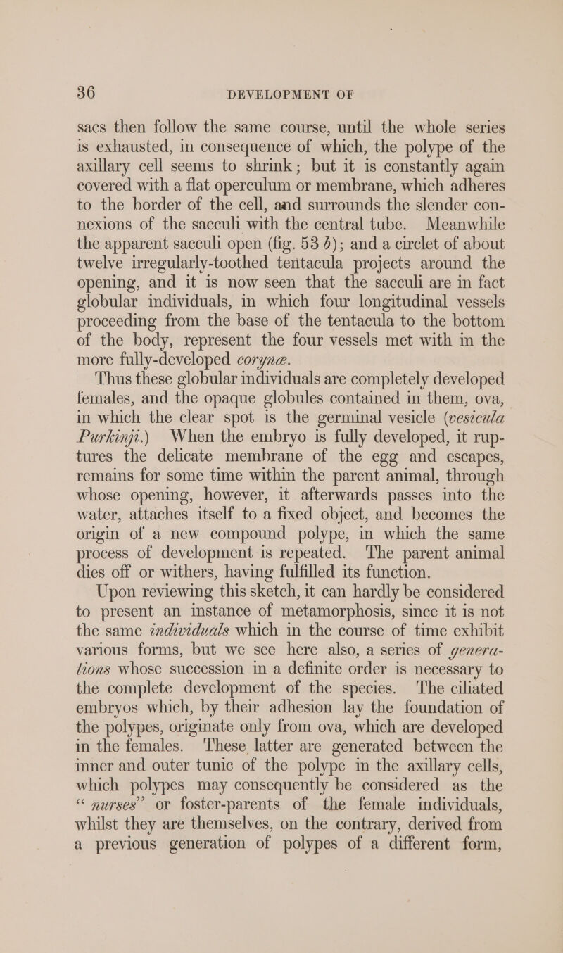 sacs then follow the same course, until the whole series is exhausted, in consequence of which, the polype of the axillary cell seems to shrink ; but it is constantly again covered with a flat operculum or membrane, which adheres to the border of the cell, and surrounds the slender con- nexions of the sacculi with the central tube. Meanwhile the apparent sacculi open (fig. 53 4); and a circlet of about twelve irregularly-toothed tentacula projects around the opening, and it 1s now seen that the sacculi are in fact globular individuals, in which four longitudinal vessels proceeding from the base of the tentacula to the bottom of the body, represent the four vessels met with in the more fully-developed coryne. Thus these globular individuals are completely developed females, and the opaque globules contained in them, ova, in which the clear spot is the germinal vesicle (vesicula Purkinji.) When the embryo is fully developed, it rup- tures the delicate membrane of the egg and escapes, remains for some time within the parent animal, through whose opening, however, it afterwards passes into the water, attaches itself to a fixed object, and becomes the origin of a new compound polype, in which the same process of development is repeated. The parent animal dies off or withers, having fulfilled its function. Upon reviewing this sketch, it can hardly be considered to present an instance of metamorphosis, since it is not the same individuals which in the course of time exhibit various forms, but we see here also, a series of genera- tions whose succession in a definite order is necessary to the complete development of the species. The ciliated embryos which, by their adhesion lay the foundation of the polypes, originate only from ova, which are developed in the females. These latter are generated between the inner and outer tunic of the polype im the axillary cells, which polypes may consequently be considered as the ‘“ nurses’ or foster-parents of the female individuals, whilst they are themselves, on the contrary, derived from a previous generation of polypes of a different form,