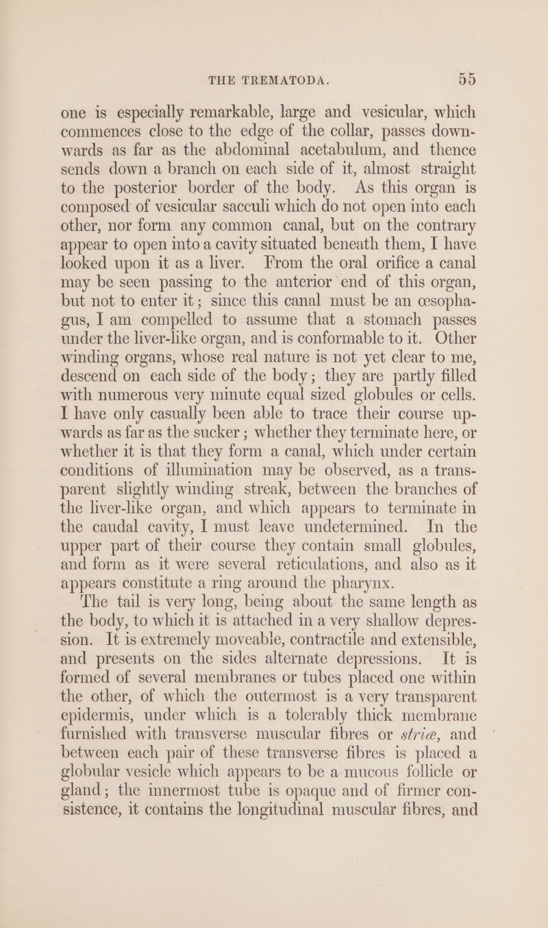 one is especially remarkable, large and vesicular, which commences close to the edge of the collar, passes down- wards as far as the abdominal acetabulum, and thence sends down a branch on each side of it, almost straight to the posterior border of the body. As this organ is composed of vesicular sacculi which do not open into each other, nor form any common canal, but on the contrary appear to open into a cavity situated beneath them, I have. looked upon it as a liver. From the oral orifice a canal may be seen passing to the anterior end of this organ, but not to enter it; since this canal must be an cesopha- gus, 1am compelled to assume that a stomach passes under the liver-like organ, and is conformable to it. Other winding organs, whose real nature is not yet clear to me, descend on each side of the body; they are partly filled with numerous very minute equal sized globules or cells. I have only casually been able to trace their course up- wards as far as the sucker ; whether they terminate here, or whether it is that they form a canal, which under certain conditions of illumination may be observed, as a trans- parent slightly winding streak, between the branches of the liver-like organ, and which appears to terminate in the caudal cavity, I must leave undetermined. In the upper part of their course they contain small globules, and form as it were several reticulations, and also as ıt appears constitute a ring around the pharynx. The tail is very long, being about the same length as the body, to which it ıs attached in a very shallow depres- sion. It is extremely moveable, contractile and extensible, and presents on the sides alternate depressions. It is formed of several membranes or tubes placed one within the other, of which the outermost is a very transparent epidermis, under which is a tolerably thick membrane furnished with transverse muscular fibres or sfri@, and between each pair of these transverse fibres is placed a globular vesicle which appears to be a mucous follicle or gland; the innermost tube is opaque and of firmer con- sistence, it contains the longitudinal muscular fibres, and