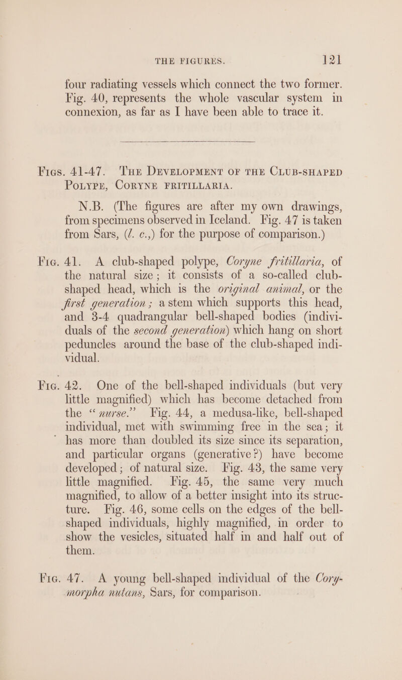 four radiating vessels which connect the two former. Fig. 40, represents the whole vascular system in connexion, as far as I have been able to trace it. Fig. Fre: PoLYPE, CoRYNE FRITILLARIA. N.B. (The figures are after my own drawings, from specimens observed in Iceland. Fig. 47 is taken from Sars, (/. ¢.,) for the purpose of comparison.) 41. A club-shaped polype, Coryne fritillaria, of the natural size; it consists of a so-called club- shaped head, which is the original animal, or the first generation ; astem which supports this head, and 3-4 quadrangular bell-shaped bodies (indivi- duals of the second generation) which hang on short peduncles around the base of the club-shaped indi- vidual. 42. One of the bell-shaped individuals (but very little magnified) which has become detached from the “nurse.’ Fig. 44, a medusa-like, bell-shaped individual, met with swimming free in the sea; it and particular organs (generative?) have become developed ; of natural size. Fig. 43, the same very little magnified. Fig. 45, the same very much magnified, to allow of a better msight into its struc- ture. Fig. 46, some cells on the edges of the bell- shaped individuals, highly magnified, m order to show the vesicles, situated half in and half out of them. 47. A young bell-shaped individual of the Cory- morpha nutans, Sars, for comparison.