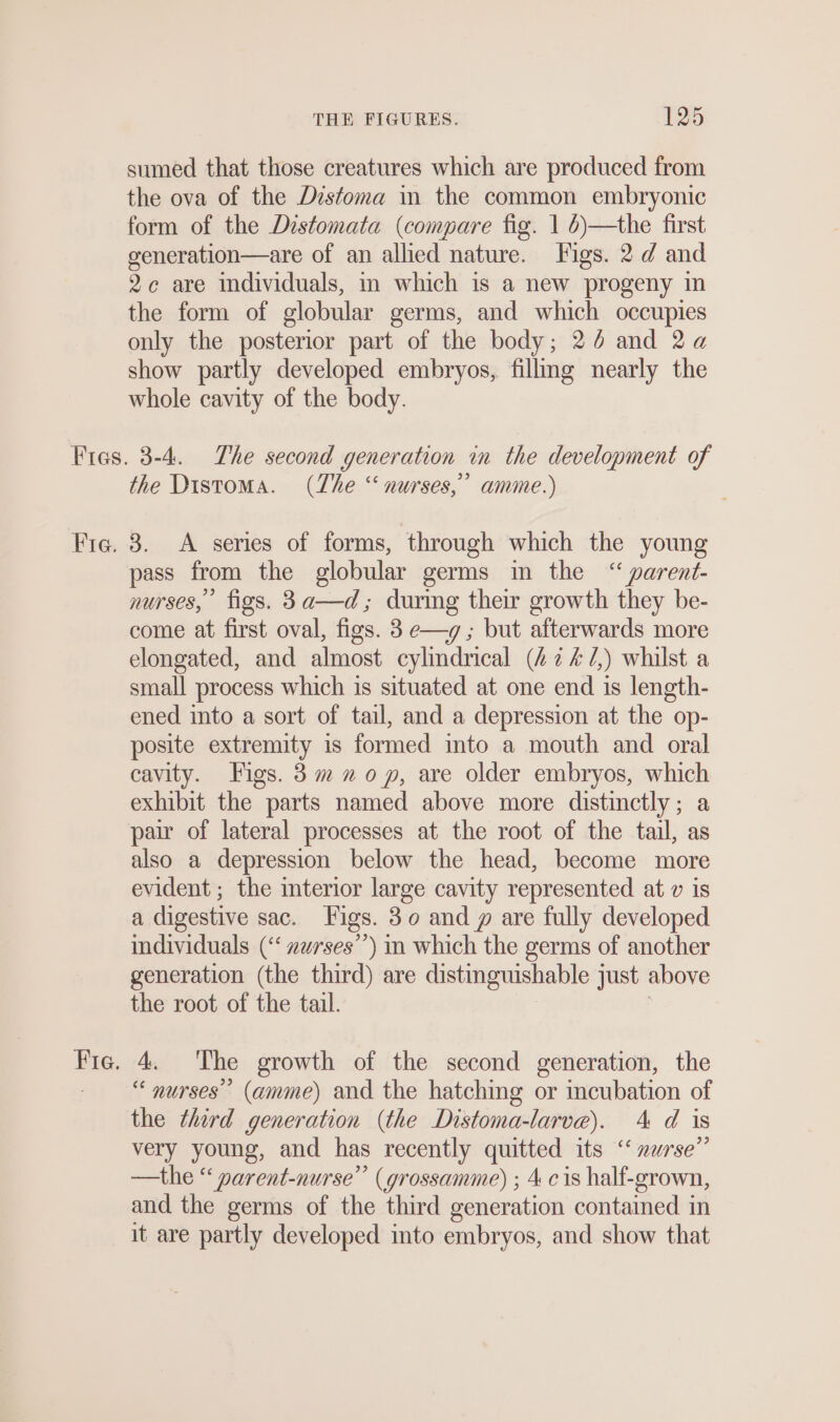 sumed that those creatures which are produced from the ova of the Distoma in the common embryonic form of the Distomata (compare fig. | 6)—the first generation—are of an allied nature. Figs. 2 d and 2c are individuals, in which is a new progeny in the form of globular germs, and which occupies only the posterior part of the body; 24 and 2a show partly developed embryos, filling nearly the whole cavity of the body. the Distoma. (The “ nurses,’ amme.) 3. A series of forms, through which the young pass from the globular germs in the “ parent- nurses, figs. 3a—d,; during their growth they be- come at first oval, figs. 3 e—g ; but afterwards more elongated, and almost cylmdrical (472 47,) whilst a small process which is situated at one end is length- ened into a sort of tail, and a depression at the op- posite extremity is formed into a mouth and oral cavity. Figs. 3m 20 p, are older embryos, which exhibit the parts named above more distinctly; a pair of lateral processes at the root of the tail, as also a depression below the head, become more evident ; the interior large cavity represented at v is a digestive sac. Figs. 30 and p are fully developed individuals (‘‘ zurses”’) in which the germs of another generation (the third) are distinguishable just above the root of the tail. 4. The growth of the second generation, the “nurses” (amme) and the hatching or incubation of the third generation (the Distoma-larve). 4 d is very young, and has recently quitted its “ nurse” —the ““ parent-nurse” (grossamme) ; 4 cis half-grown, and the germs of the third generation contained in it are partly developed into embryos, and show that