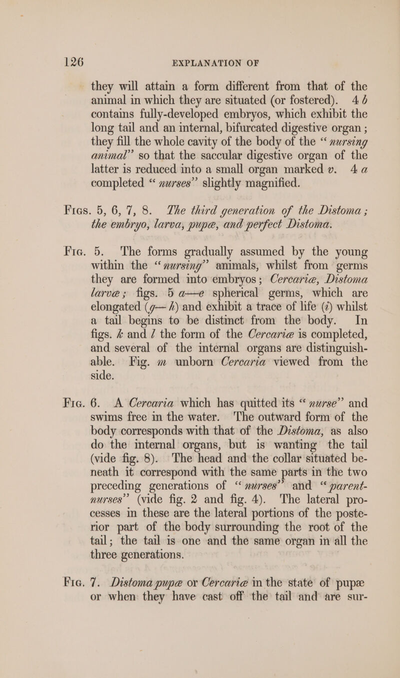 they will attaın a form different from that of the animal in which they are situated (or fostered). 45 contains fully-developed embryos, which exhibit the long tail and an internal, bifurcated digestive organ ; they fill the whole cavity of the body of the “ nursing animal’ so that the saccular digestive organ of the latter is reduced into a small organ marked v. Aa completed “ zurses” shghtly magnified. the embryo, larva, pupe, and perfect Distoma. 5. The forms gradually assumed by the young within the “nursing” animals, whilst from germs they are formed into embryos; Cercarie, Distoma larve; figs. 5 a—e spherical germs, which are elongated (g— 4) and exhibit a trace of life (&lt;) whilst a tail begins to be distinet from the body. In figs. &amp; and / the form of the Cercarie is completed, and several of the mternal organs are distinguish- able. Fig. m unborn Cercaria viewed from the side. | 6. A Cercaria which has quitted its “ nurse” and swims free in the water. ‘The outward form of the body corresponds with that of the .Distoma, as also do the internal organs, but is wanting the tail (vide fig. 8). The head and the collar situated be- neath it correspond with the same parts in the two preceding generations of “ nurses’” and “ parent- nurses’ (vide fig. 2 and fig. 4). The lateral pro- cesses in these are the lateral portions of the poste- rior part of the body surrounding the root of the tail; the tail is one and the same organ in all the three generations. 7. Distoma pupe or Cercari@ in the state of pupz or when they have cast off the tail and are sur-
