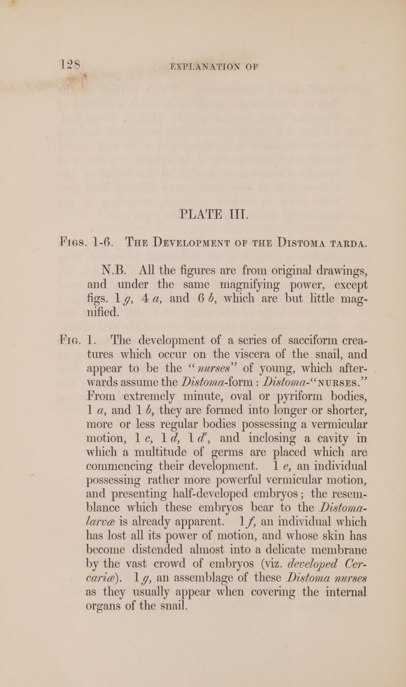 PLATE IH. N.B. All the figures are from original drawings, and under the same magnifymg power, except figs. 19, 4a, and 64, which are but little mag- nified. 1. The development of a series of sacciform crea- tures which occur on the viscera of the snail, and appear to be the ‘“ xurses’’ of young, which after- . wards assume the Distoma-form : Distoma-“NURSES.”’ From extremely minute, oval or pyriform bodies, 1 a, and 1 4, they are formed into longer or shorter, more or less regular bodies possessing a vermicular motion, 1c, 1d, 1d’, and inclosing a cavity im which a multitude of germs are placed which are commencing their development. le, an individual possessing rather more powerful vermicular motion, and presenting half-developed embryos ; the resem- blance which these embryos bear to the Distoma- larve is already apparent. 1,/, an individual which has lost all its power of motion, and whose skin has become distended almost into a delicate membrane by the vast crowd of embryos (viz. developed Cer- cari@). 1.9, an assemblage of these Distoma nurses as they usually appear when covering the internal organs of the snail.