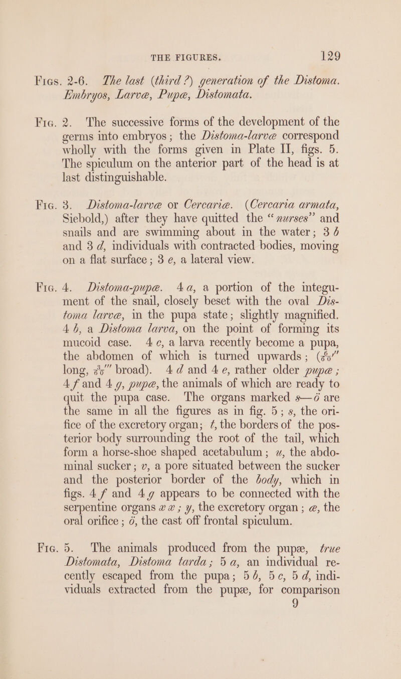 Embryos, Larve, Pupe, Distomata. 2. The successive forms of the development of the germs into embryos; the Distoma-larve correspond wholly with the forms given in Plate II, figs. 5. The spiculum on the anterior part of the head is at last distinguishable. 3. Distoma-larve or Cercarie. (Cercaria armata, Siebold,) after they have quitted the “nurses” and snails and are swimming about in the water; 35 and 3 d, individuals with contracted bodies, moving on a flat surface ; 3 e, a lateral view. ment of the snail, closely beset with the oval Dvs- toma larve, in the pupa state; slightly magnified. 4b, a Distoma larva, on the point of forming its mucoid case. 4 ¢, a larva recently become a pupa, the abdomen of which is turned upwards; (#6” long, #5 broad). 4d and 4e, rather older pupe ; A f and 4 9, pupe, the animals of which are ready to quit the pupa case. The organs marked s—ö are the same in all the figures as in fig. 5; s, the ori- fice of the excretory organ; 7, the borders of the pos- terior body surrounding the root of the tail, which form a horse-shoe shaped acetabulum ; ~, the abdo- minal sucker ; v, a pore situated between the sucker and the posterior border of the dody, which in figs. 4 f and 4g appears to be connected with the serpentine organs wv ; y, the excretory organ ; @, the oral orifice ; ö, the cast off frontal spiculum. 5. The animals produced from the pup, Zrue Distomata, Distoma tarda; 5 a, an individual re- cently escaped from the pupa; 54, 5c, 5d, indi- viduals extracted from the pups, for comparison 9