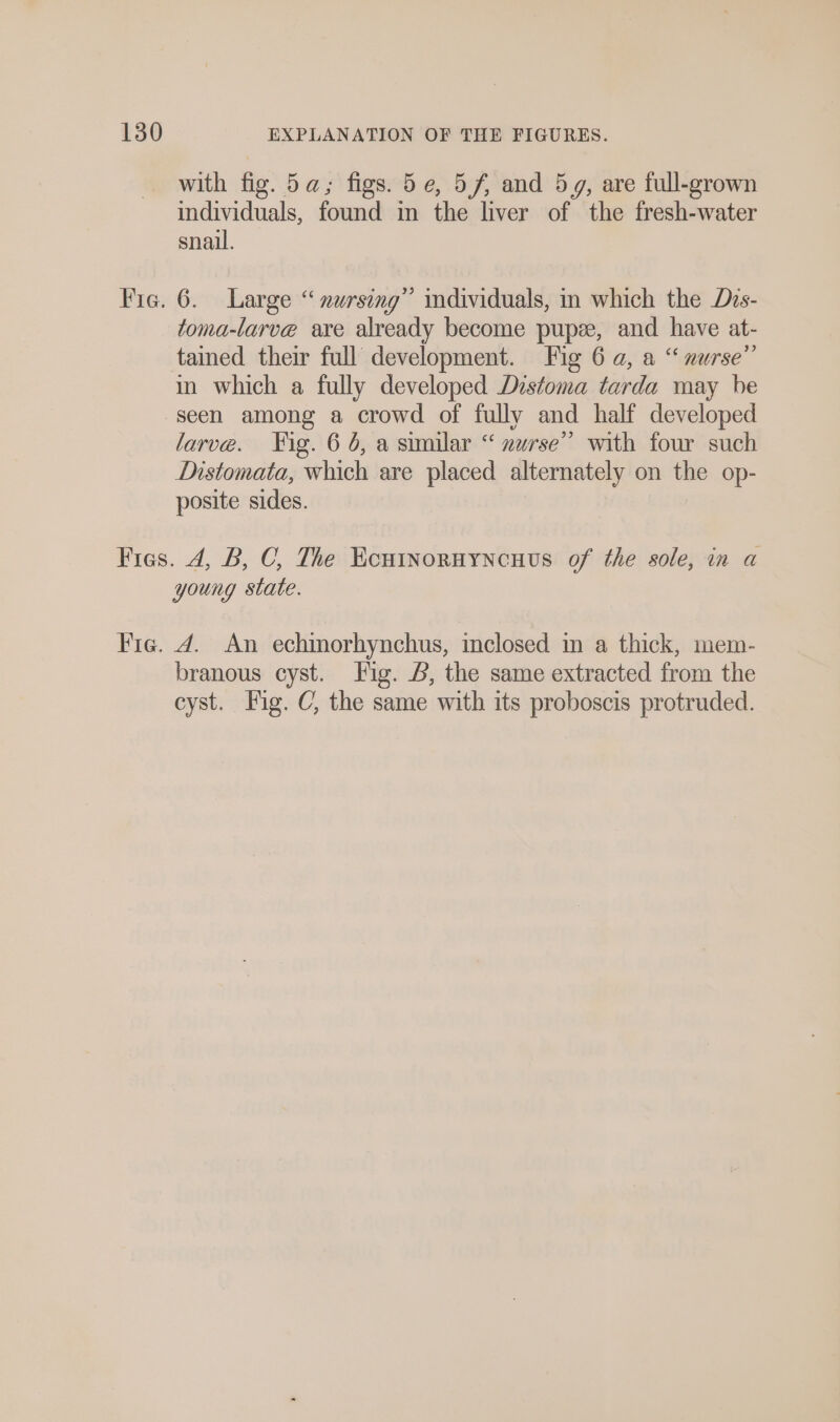 with fig. 5a; figs. 5e, 5,/, and 54, are full-grown individuals, found in the liver of the fresh-water snail. 6. Large “ nursing” individuals, in which the Dis- toma-larvé are already become pupze, and have at- tained their full development. Fig 6 a, a “ nurse” in which a fully developed Distoma tarda may be seen among a crowd of fully and half developed larve. Fig. 6 6, a similar “ nurse” with four such Distomata, which are placed alternately on the op- posite sides. young state. A. An echinorhynchus, inclosed in a thick, mem- branous cyst. Fig. &amp;, the same extracted from the cyst. Fig. C, the same with its proboscis protruded.