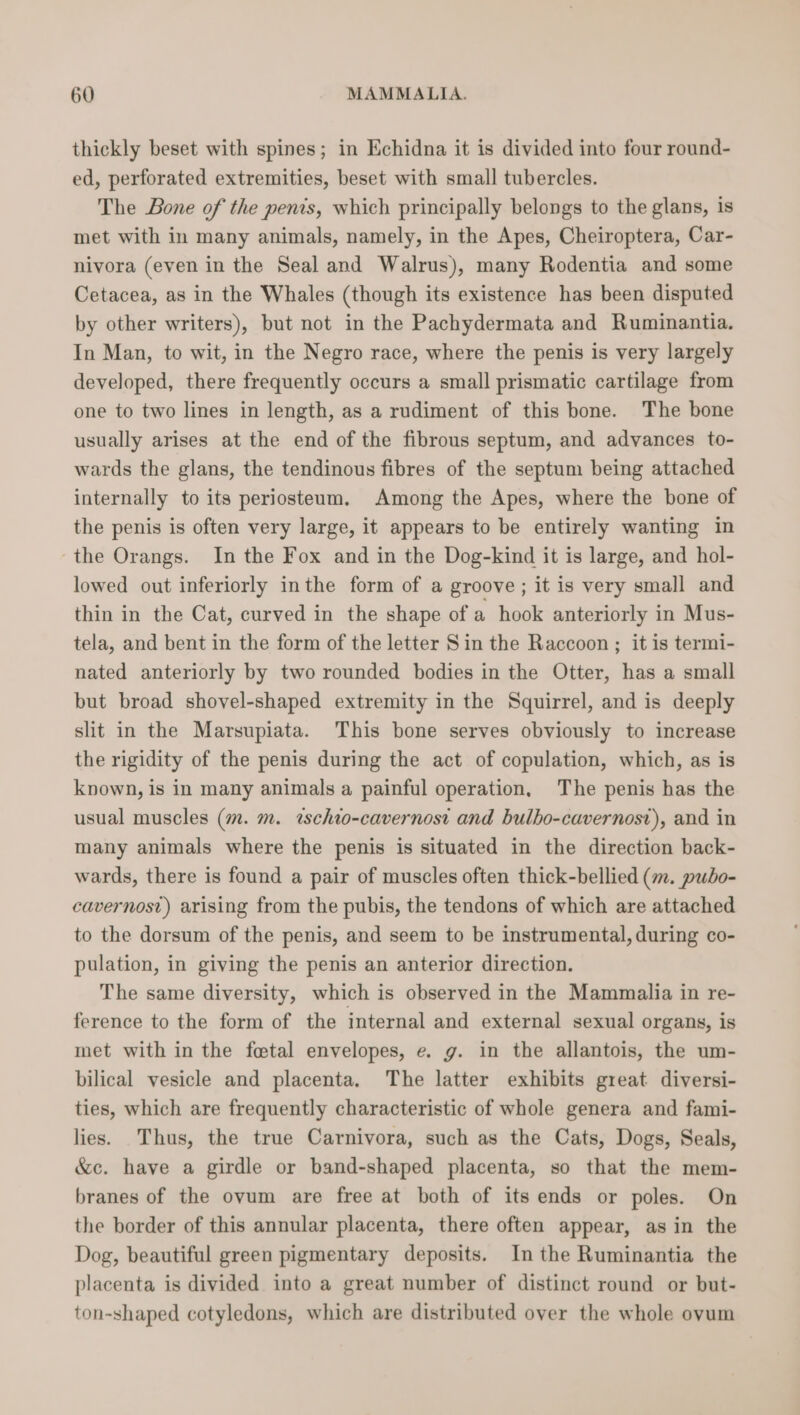 thickly beset with spines; in Echidna it is divided into four round- ed, perforated extremities, beset with small tubercles. The Bone of the penis, which principally belongs to the glans, is met with in many animals, namely, in the Apes, Cheiroptera, Car- nivora (even in the Seal and Walrus), many Rodentia and some Cetacea, as in the Whales (though its existence has been disputed by other writers), but not in the Pachydermata and Ruminantia. In Man, to wit, in the Negro race, where the penis is very largely developed, there frequently occurs a small prismatic cartilage from one to two lines in length, as a rudiment of this bone. The bone usually arises at the end of the fibrous septum, and advances to- wards the glans, the tendinous fibres of the septum being attached internally to its periosteum. Among the Apes, where the bone of the penis is often very large, it appears to be entirely wanting in the Orangs. In the Fox and in the Dog-kind it is large, and hol- lowed out inferiorly inthe form of a groove ; it is very small and thin in the Cat, curved in the shape of a hook anteriorly in Mus- tela, and bent in the form of the letter Sin the Raccoon ; it is termi- nated anteriorly by two rounded bodies in the Otter, has a small but broad shovel-shaped extremity in the Squirrel, and is deeply slit in the Marsupiata. This bone serves obviously to increase the rigidity of the penis during the act of copulation, which, as is known, is in many animals a painful operation, The penis has the usual muscles (m. m. ischio-cavernosi and bulho-cavernost), and in many animals where the penis is situated in the direction back- wards, there is found a pair of muscles often thick-bellied (m. pubo- cavernost) arising from the pubis, the tendons of which are attached to the dorsum of the penis, and seem to be instrumental, during co- pulation, in giving the penis an anterior direction. The same diversity, which is observed in the Mammalia in re- ference to the form of the internal and external sexual organs, is met with in the foetal envelopes, e. g. in the allantois, the um- bilical vesicle and placenta. The latter exhibits great diversi- ties, which are frequently characteristic of whole genera and fami- lies. Thus, the true Carnivora, such as the Cats, Dogs, Seals, &amp;c. have a girdle or band-shaped placenta, so that the mem- branes of the ovum are free at both of its ends or poles. On the border of this annular placenta, there often appear, as in the Dog, beautiful green pigmentary deposits. In the Ruminantia the placenta is divided into a great number of distinct round or but- ton-shaped cotyledons, which are distributed over the whole ovum