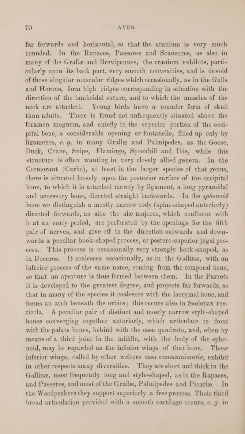 far forwards and horizontal, so that the cranium is very much rounded. In the Rapaces, Passeres and Scansores, as also in many of the Gralle and Brevipennes, the cranium exhibits, parti- cularly upon its back part, very smooth convexities, and is devoid of those singular muscular ridges which occasionally, as in the Gulls and Herons, form high ridges corresponding in situation with the direction of the lamboidal suture, and to which the muscles of the neck are attached. Young birds have a rounder form of skull than adults. There is found not unfrequently situated above the foramen magnum, and chiefly in the superior portion of the occi- pital bone, a considerable opening or fontanelle, filled up only by ligaments, e. g. in many Gralle and Palmipedes, as the Goose, Duck, Crane, Snipe, Flamingo, Spoonbill and Ibis, while this structure is often wanting in very closely allied genera. In the Cormorant (Carbo), at least in the larger species of that genus, there is situated loosely upon the posterior surface of the occipital bone, to which it is attached merely by ligament, a long pyramidal and accessory bone, directed straight backwards. In the sphenord bone we distinguish a mostly narrow body (spine-shaped anteriorly) directed forwards, as also the ale majores, which confluent with it at an early period, are perforated by the openings for the fifth pair of nerves, and give off in the direction outwards and down- wards a peculiar hook-shaped process, or postero-superior jugal pro- cess. This process is occasionally very strongly hook-shaped, as in Buceros. It coalesces occasionally, as in the Galline, with an inferior process of the same name, coming from the temporal bone, so that an aperture is thus formed between them. In the Parrots it is developed to the greatest degree, and projects far forwards, so that in many of the species it coalesces with the lacrymal bone, and forms an arch beneath the orbits; this occurs also in Scolopax rus- ticola. A peculiar pair of distinct and mostly narrow style-shaped bones converging together anteriorly, which articulate ia front with the palate bones, behind with the ossa quadrata, and, often by means of a third joint in the middle, with the body of the sphe- noid, may be regarded as the inferior wings of that bone. These inferior wings, called by other writers ossa communicantia, exhibit in other respects many diversities. They are short and thick in the Galline, most frequently long and style-shaped, as in the Rapaces, and Passeres, and most of the Gralle, Palmipedes and Picarie. In the Woodpeckers they support superiorly a free process. Their third broad articulation provided with a smooth cartilage occurs, e. g. in