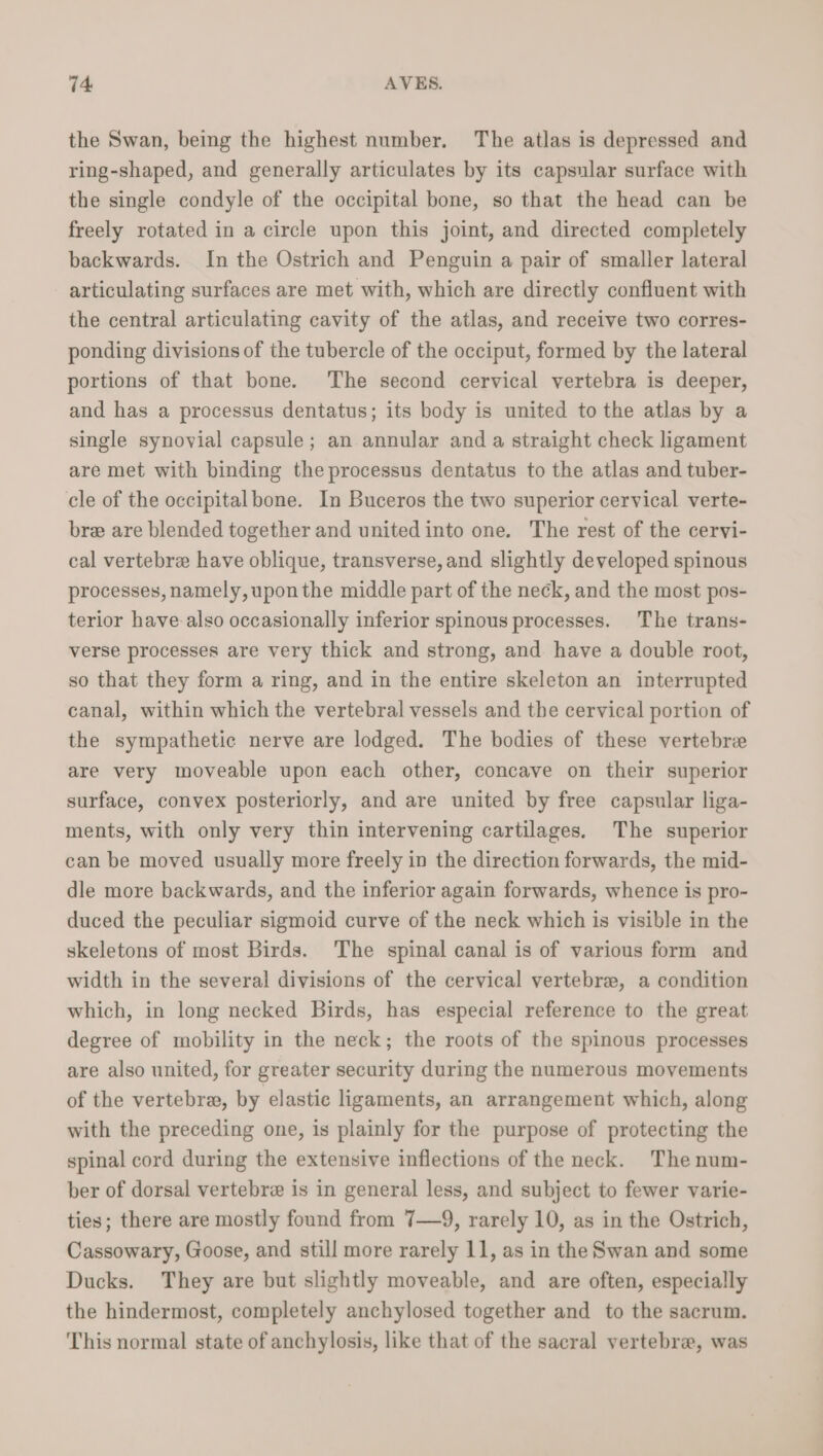the Swan, being the highest number. The atlas is depressed and ring-shaped, and generally articulates by its capsular surface with the single condyle of the occipital bone, so that the head can be freely rotated in a circle upon this joint, and directed completely backwards. In the Ostrich and Penguin a pair of smaller lateral articulating surfaces are met with, which are directly confluent with the central articulating cavity of the atlas, and receive two corres- ponding divisions of the tubercle of the occiput, formed by the lateral portions of that bone. The second cervical vertebra is deeper, and has a processus dentatus; its body is united to the atlas by a single synovial capsule; an annular and a straight check ligament are met with binding the processus dentatus to the atlas and tuber- cle of the occipital bone. In Buceros the two superior cervical verte- bre are blended together and united into one. The rest of the cervi- cal vertebre have oblique, transverse, and slightly developed spinous processes, namely,upon the middle part of the neck, and the most pos- terior have also occasionally inferior spinous processes. The trans- verse processes are very thick and strong, and have a double root, so that they form a ring, and in the entire skeleton an interrupted canal, within which the vertebral vessels and the cervical portion of the sympathetic nerve are lodged. The bodies of these vertebrie are very moveable upon each other, concave on their superior surface, convex posteriorly, and are united by free capsular liga- ments, with only very thin intervening cartilages. The superior can be moved usually more freely in the direction forwards, the mid- dle more backwards, and the inferior again forwards, whence is pro- duced the peculiar sigmoid curve of the neck which is visible in the skeletons of most Birds. The spinal canal is of various form and width in the several divisions of the cervical vertebra, a condition which, in long necked Birds, has especial reference to the great degree of mobility in the neck; the roots of the spinous processes are also united, for greater security during the numerous movements of the vertebra, by elastic ligaments, an arrangement which, along with the preceding one, is plainly for the purpose of protecting the spinal cord during the extensive inflections of the neck. The num- ber of dorsal vertebra is in general less, and subject to fewer varie- ties; there are mostly found from 7—9, rarely 10, as in the Ostrich, Cassowary, Goose, and still more rarely 11, as in the Swan and some Ducks. They are but slightly moveable, and are often, especially the hindermost, completely anchylosed together and to the sacrum. This normal state of anchylosis, like that of the sacral vertebrae, was