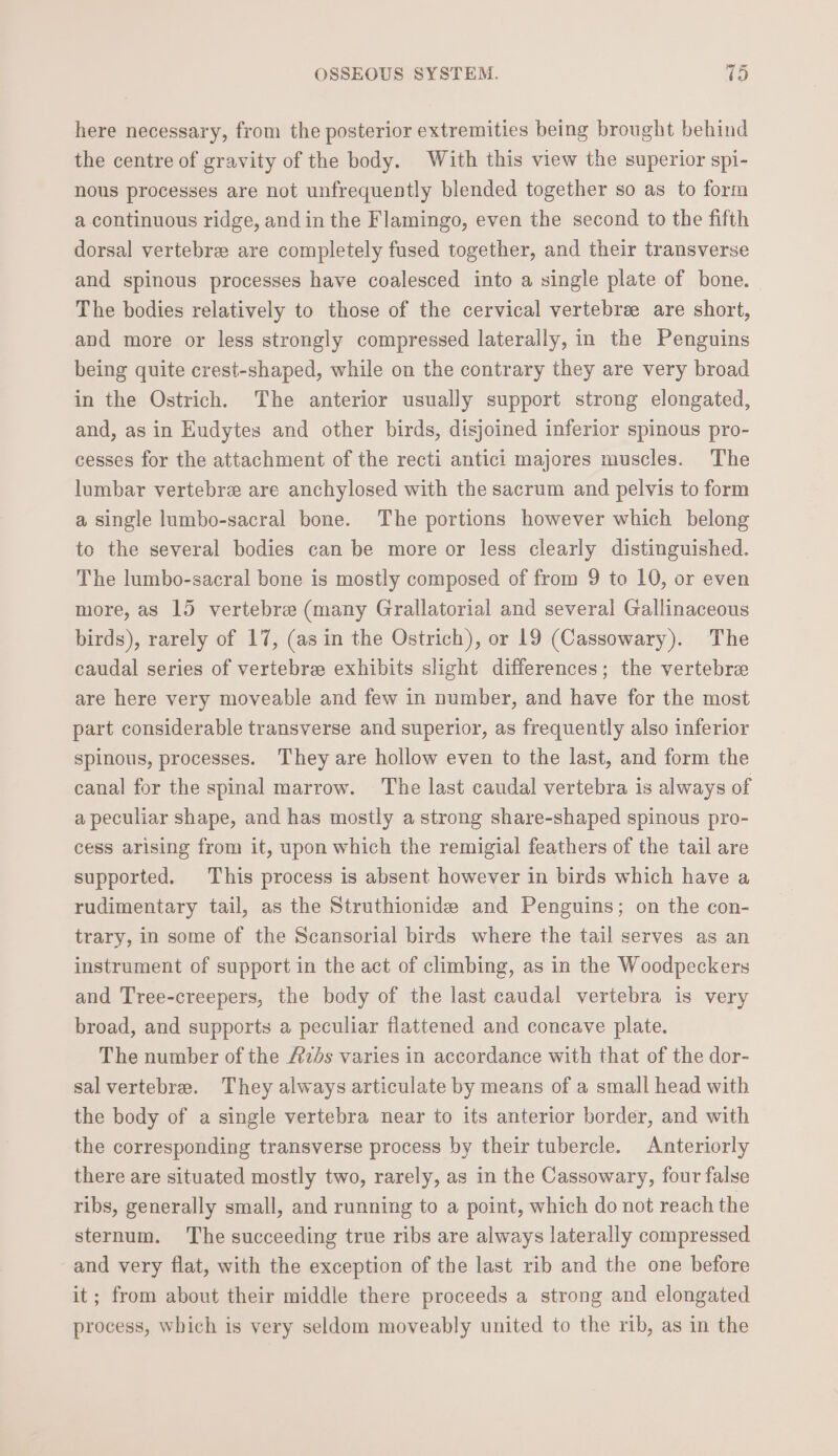 ~~ here necessary, from the posterior extremities being brought behind the centre of gravity of the body. With this view the superior spi- nous processes are not unfrequently blended together so as to form a continuous ridge, and in the Flamingo, even the second to the fifth dorsal vertebre are completely fused together, and their transverse and spinous processes have coalesced into a single plate of bone. The bodies relatively to those of the cervical vertebrae are short, and more or less strongly compressed laterally, in the Penguins being quite crest-shaped, while on the contrary they are very broad in the Ostrich. The anterior usually support strong elongated, and, as in Eudytes and other birds, disjoined inferior spinous pro- cesses for the attachment of the recti antici majores muscles. The lumbar vertebre are anchylosed with the sacrum and pelvis to form a single lumbo-sacral bone. The portions however which belong to the several bodies can be more or less clearly distinguished. The lumbo-sacral bone is mostly composed of from 9 to 10, or even more, as 15 vertebre (many Grallatorial and several Gallinaceous birds), rarely of 17, (as in the Ostrich), or 19 (Cassowary). The caudal series of vertebrae exhibits slight differences; the vertebrae are here very moveable and few in number, and have for the most part considerable transverse and superior, as frequently also inferior spinous, processes. They are hollow even to the last, and form the canal for the spinal marrow. The last caudal vertebra is always of a peculiar shape, and has mostly a strong share-shaped spinous pro- cess arising from it, upon which the remigial feathers of the tail are supported. This process is absent however in birds which have a rudimentary tail, as the Struthionide and Penguins; on the con- trary, in some of the Scansorial birds where the tail serves as an instrument of support in the act of climbing, as in the Woodpeckers and Tree-creepers, the body of the last caudal vertebra is very broad, and supports a peculiar flattened and concave plate. The number of the Avs varies in accordance with that of the dor- sal vertebre. They always articulate by means of a small head with the body of a single vertebra near to its anterior border, and with the corresponding transverse process by their tubercle. Anteriorly there are situated mostly two, rarely, as in the Cassowary, four false ribs, generally small, and running to a point, which do not reach the sternum. The succeeding true ribs are always laterally compressed and very flat, with the exception of the last rib and the one before it; from about their middle there proceeds a strong and elongated process, which is very seldom moveably united to the rib, as in the