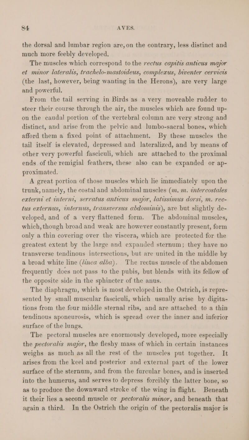 the dorsal and lumbar region are, on the contrary, less distinct and much more feebly developed. The muscles which correspond to the rectus capitis anticus major et minor lateralis, trachelo-mastordeus, complexus, hiventer cervicıs (the last, however, being wanting in the Herons), are very large and powerful. From the tail serving in Birds as a very moveable rudder to steer their course through the air, the muscles which are found up- on the caudal portion of the vertebral column are very strong and distinct, and arise from the pelvic and lumbo-sacral bones, which afford them a fixed point of attachment. By these muscles the tail itself is elevated, depressed and lateralized, and by means of other very powerful fasciculi, which are attached to the proximal ends of the remigial feathers, these also can be expanded or ap- proximated. A great portion of those muscles which lie immediately upon the trunk, namely, the costal and abdominal muscles (m. m. intercostales externi et internt, serratus anticus major, latıssimus dorsi, m. rec- tus externus, internus, transversus abdominis), are but slightly de- veloped, and of a very flattened form. The abdominal muscles, which, though broad and weak are however constantly present, form only a thin covering over the viscera, which are protected for the greatest extent by the large and expanded sternum; they have no transverse tendinous intersections, but are united in the middle by a broad white line (Zinea alba). The rectus muscle of the abdomen frequently does not pass to the pubis, but blends with its fellow of the opposite side in the sphincter of the anus. The diaphragm, which is most developed in the Ostrich, is repre- sented by small muscular fasciculi, which usually arise by digita- tions from the four middle sternal ribs, and are attached to a thin tendinous aponeurosis, which is spread over the inner and inferior surface of the lungs. The pectoral muscles are enormously developed, more especially the pectoralis major, the fleshy mass of which in certain instances weighs as much as all the rest of the muscles put together. It arises from the keel and posterior and external part of the lower surface of the sternum, and from the furcular bones, and is inserted into the humerus, and serves to depress forcibly the latter bone, so as to produce the downward stroke of the wing in flight. Beneath it their lies a second muscle or pectoralis minor, and beneath that again a third. In the Ostrich the origin of the pectoralis major is