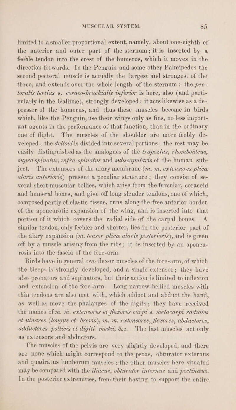 limited to asmaller proportional extent, namely, about one-eighth of the anterior and outer part of the sternum; it is inserted by a feeble tendon into the crest of the humerus, which it moves in the direction forwards. In the Penguin and some other Palmipedes the second pectoral muscle is actually the largest and strongest of the three, and extends over the whole length of the sternum ; the pec- toralis tertius 3. coraco-brachiahs inferior is here, also (and parti- cularly in the Galline), strongly developed ; it acts likewise as a de- pressor of the humerus, and thus these muscles become in birds which, like the Penguin, use their wings only as fins, no less import- ant agents in the performance of that function, thanin the ordinary one of flight. The muscles of the shoulder are more feebly de- veloped ; the deltoid is divided into several portions ; the rest may be easily distinguished as the analogues of the trapezius, rhombordeus, supra spinatus, infra-spinatus and subscapularis of the human sub- ject. The extensors of the alary membrane (m. m. extensores plice alarıs antervoris) present a peculiar structure ; they consist of se- veral short muscular bellies, which arise from the furcular, coracoid and humeral bones, and give off long slender tendons, one of which, composed partly of elastic tissue, runs along the free anterior border of the aponeurotic expansion of the wing, and is inserted into that portion of it which covers the radial side of the carpal bones, A similar tendon, only feebler and shorter, lies in the posterior part of the alary expansion (m. Zensor phice alarıs posterioris), and is given off by a muscle arising from the ribs; it is inserted by an aponeu- rosis into the fascia of the fore-arm. birds have in general two flexor muscles of the fore-arm, of which the biceps is strongly developed, and a single extensor; they have also pronators and supinators, but their action is limited to inflexion and extension of the fore-arm. Long narrow-bellied muscles with thin tendons are also met with, which adduct and abduct the hand, as well as move the phalanges of the digits; they have received the names of m. m. extensores et flexores carpi s. metacarpi radiales et ulnares (longus et brevis), m. m. extensores, flexores, abductores, adductores pollicis et digitt medu, &amp;c. The last muscles act only as extensors and abductors. The muscles of the pelvis are very slightly developed, and there are none which might correspond to the psoas, obturator externus and quadratus lumborum muscles ; the other muscles here situated may be compared with the zlıaeus, obturator internus and pectineus. In the posterior extremities, from their having to support the entire